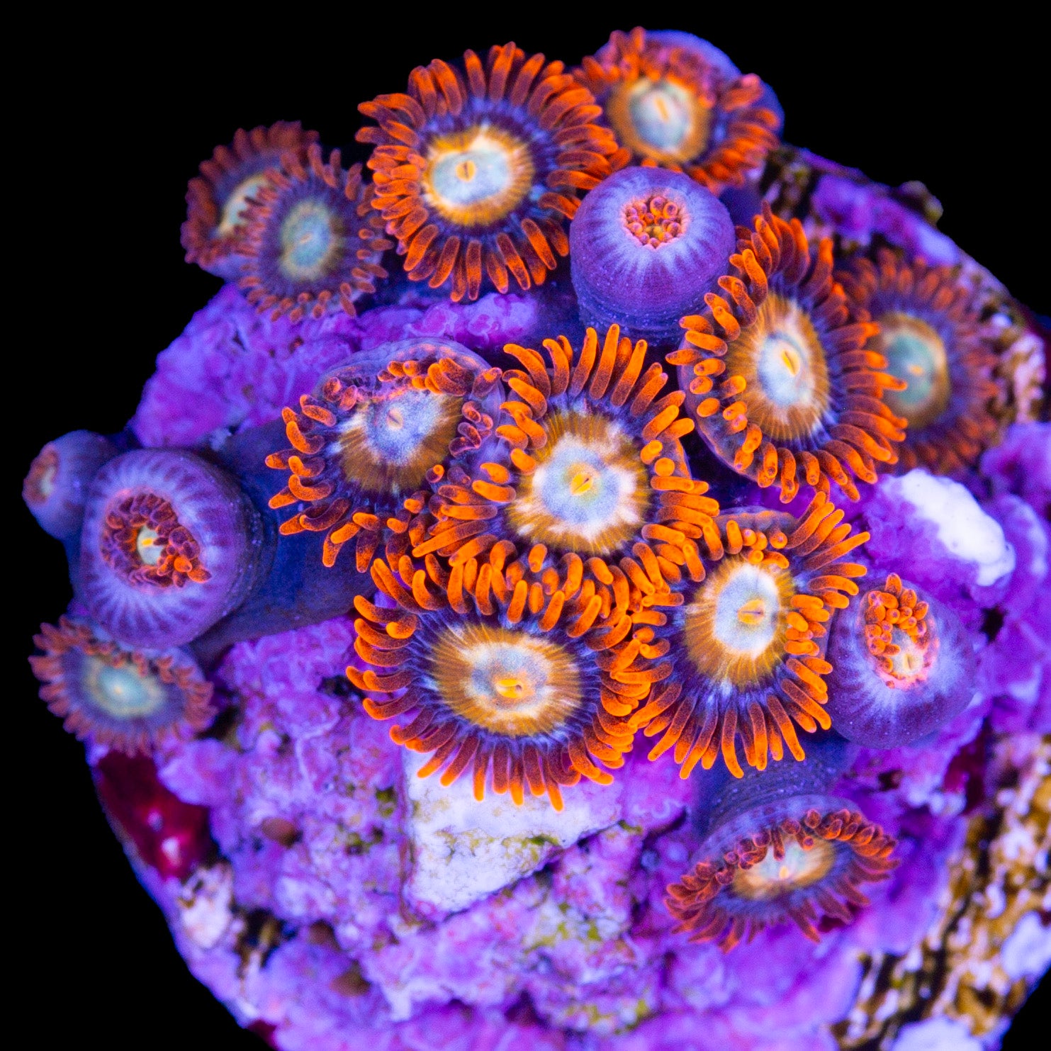 Vivid's Bleached Blonde Zoanthids