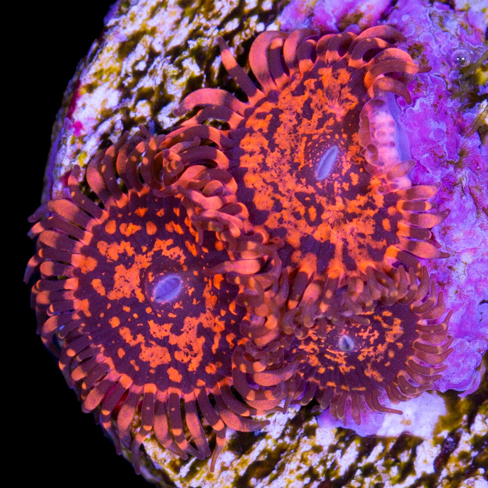 Vivid's Nightmare Zoanthids