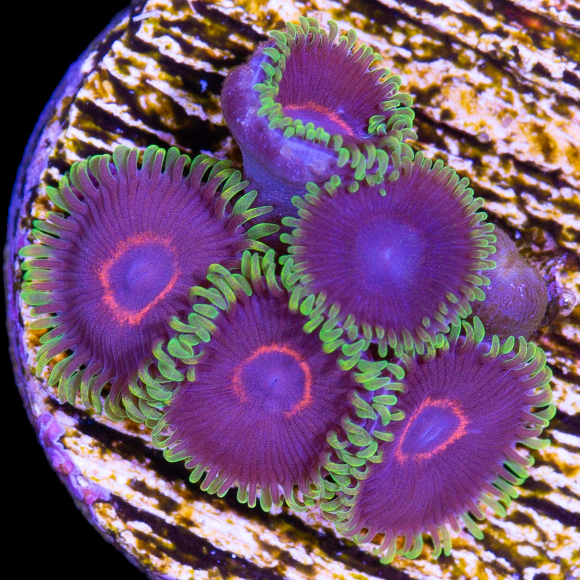 Vivid's Red Rim Purple Heart Zoanthids