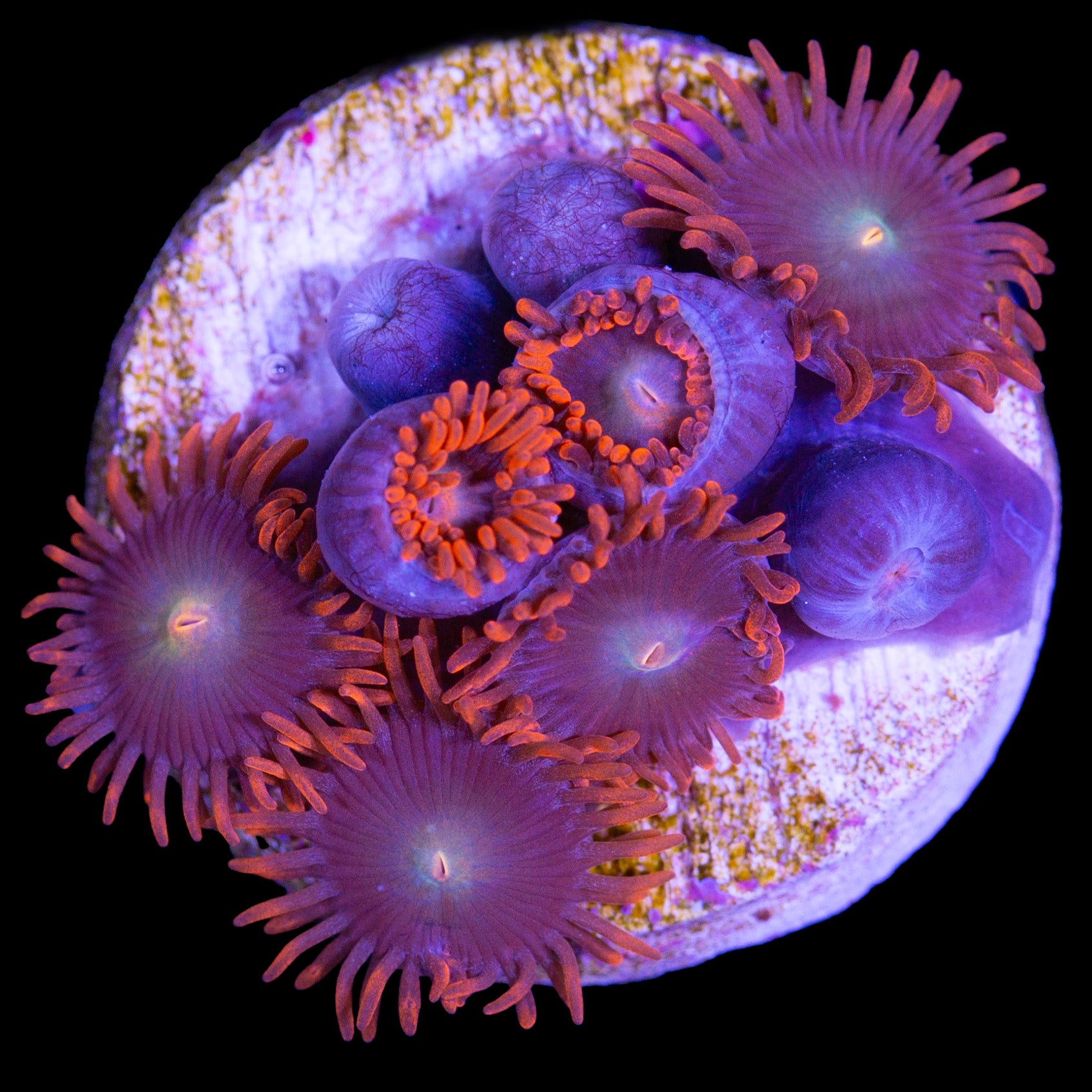 Vivid's Minor inferno Zoanthids