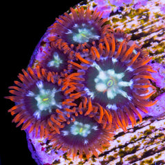 水草 Naiadia cf. zygosetha Aridarum Giganteum Western Girdled Lizard (Zonosaurus laticaudatus) - Joel Sartore