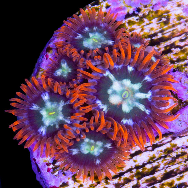 FJ6A1925copy_0b392105-fd71-