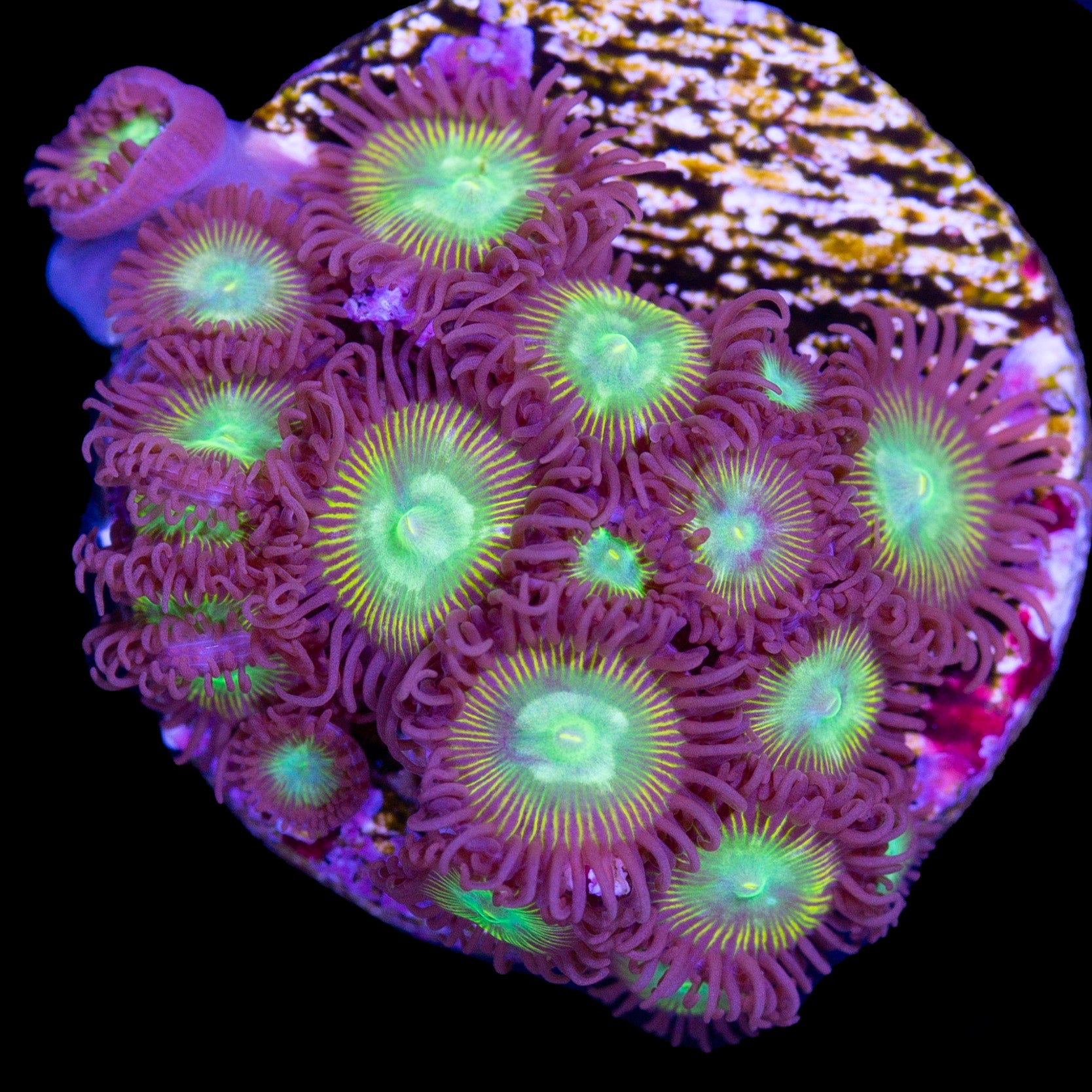 Vivid's Emerald on Fire Zoanthids