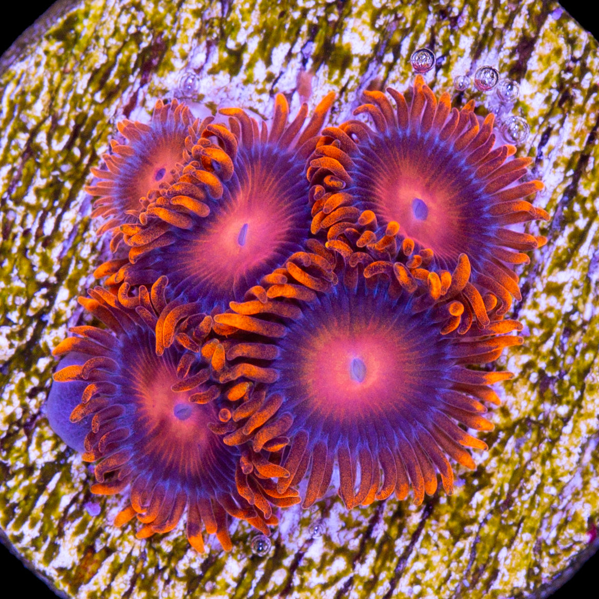 Vivid's Orange Bam Bam Zoanthids