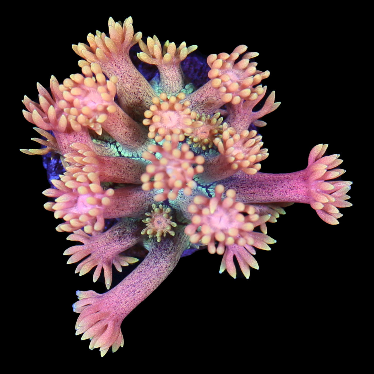 Pastel Rainbow Goniopora Coral
