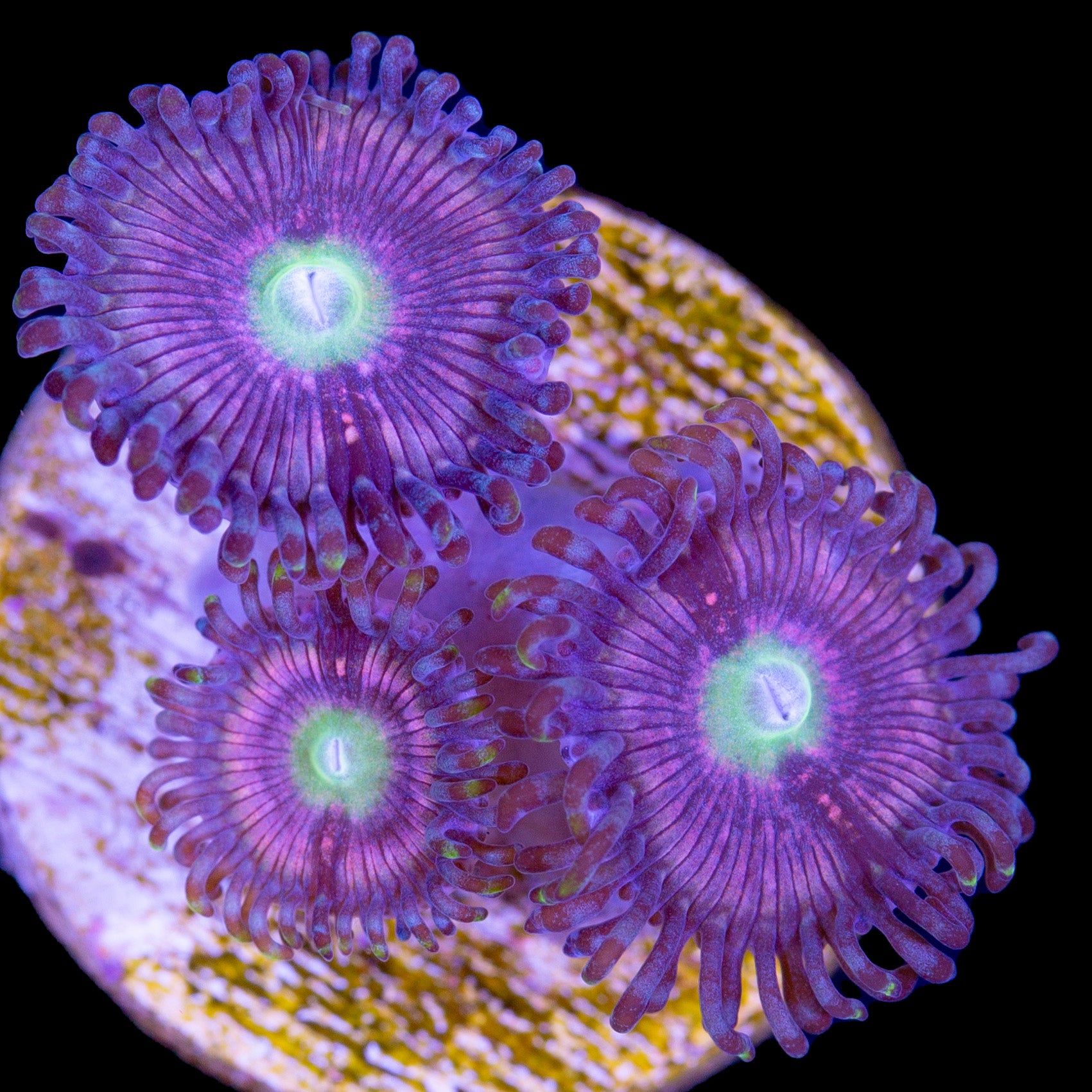 Vivid's Purple Gobstopper Zoanthids (1st release)