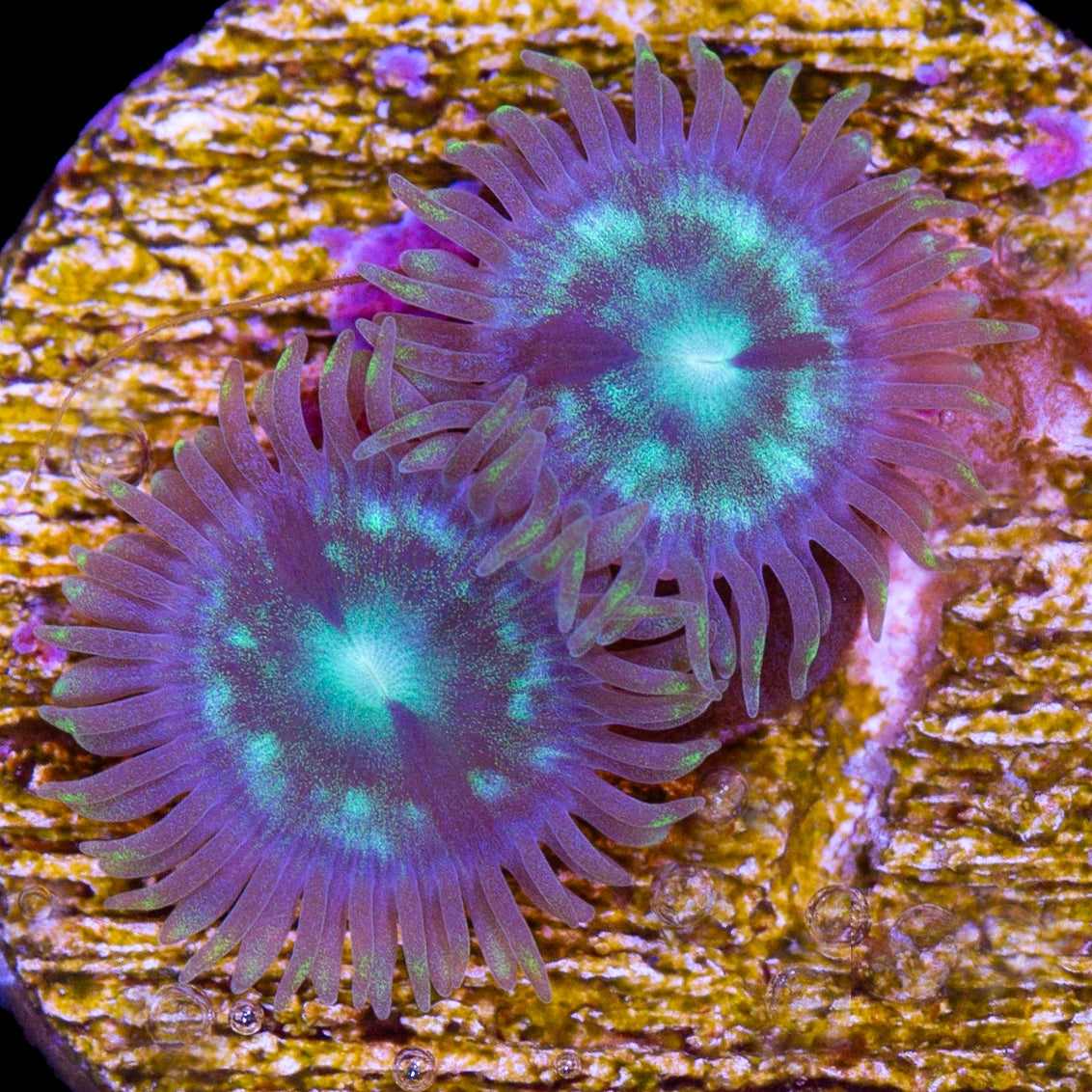 Vivid's Mean Green Zoanthids