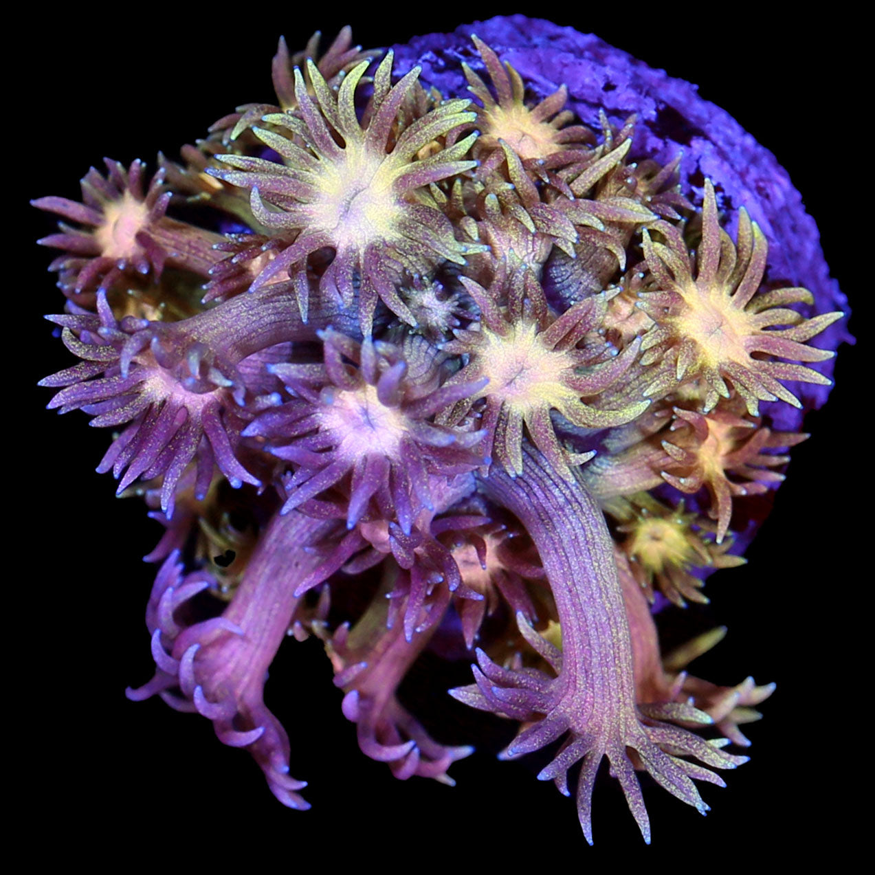 Ultra Rainbow Goniopora Coral