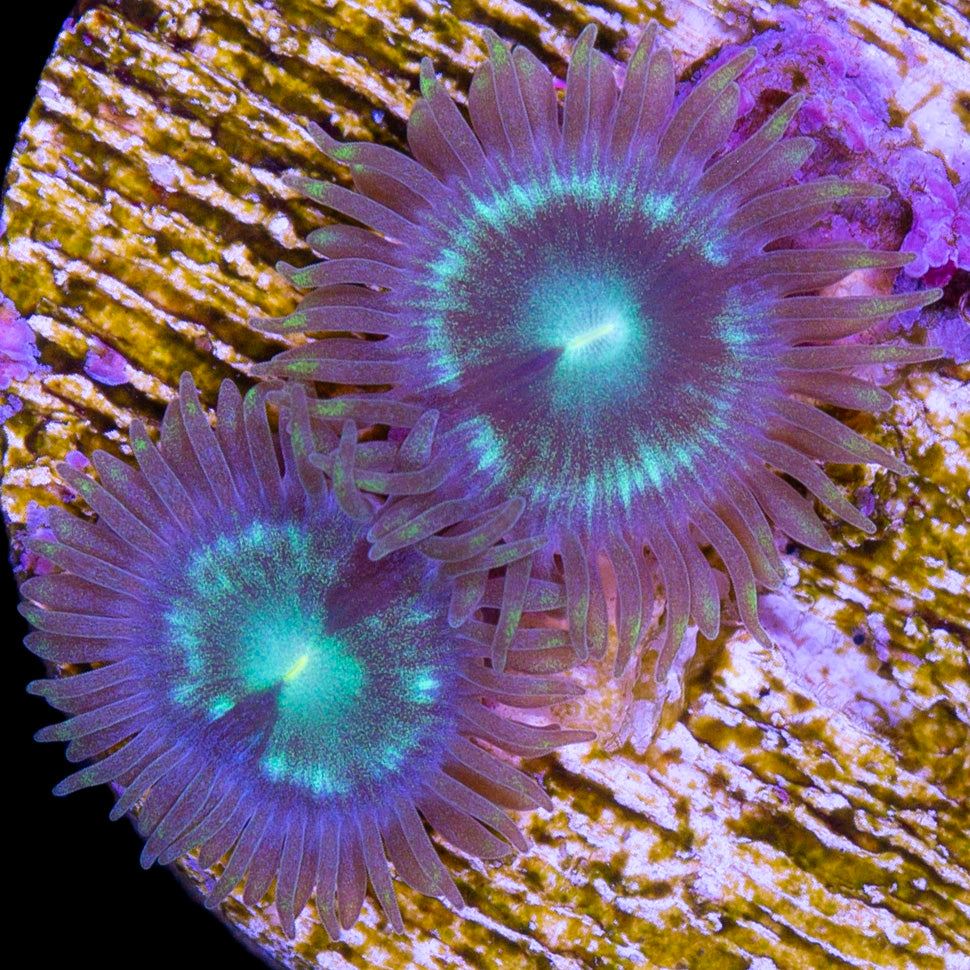 Vivid's Mean Green Zoanthids