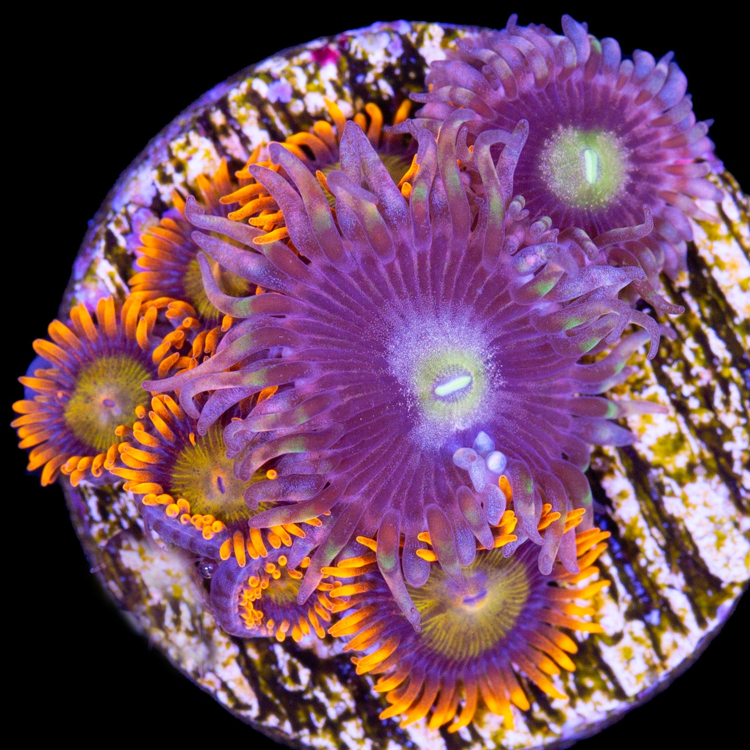 Vivid's Mandarin & Bozo Zoanthid Combo