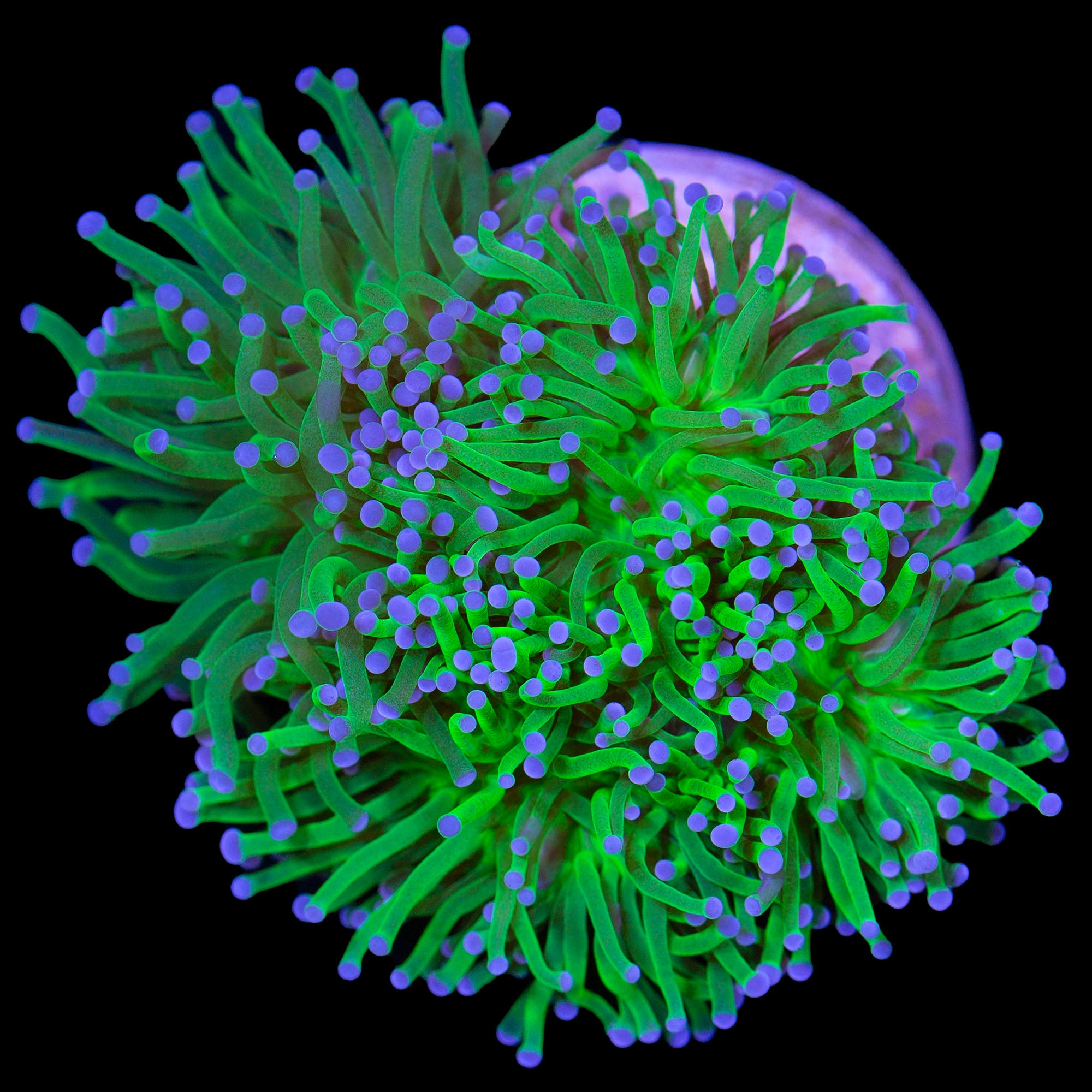 Electric Green Torch Coral