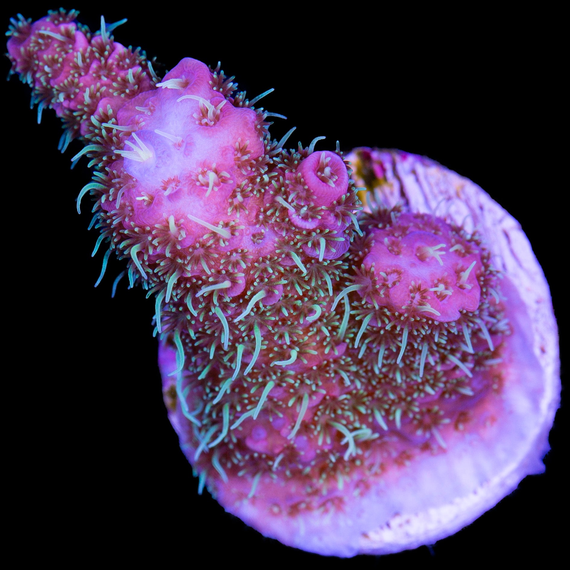 Festive Millepora Coral