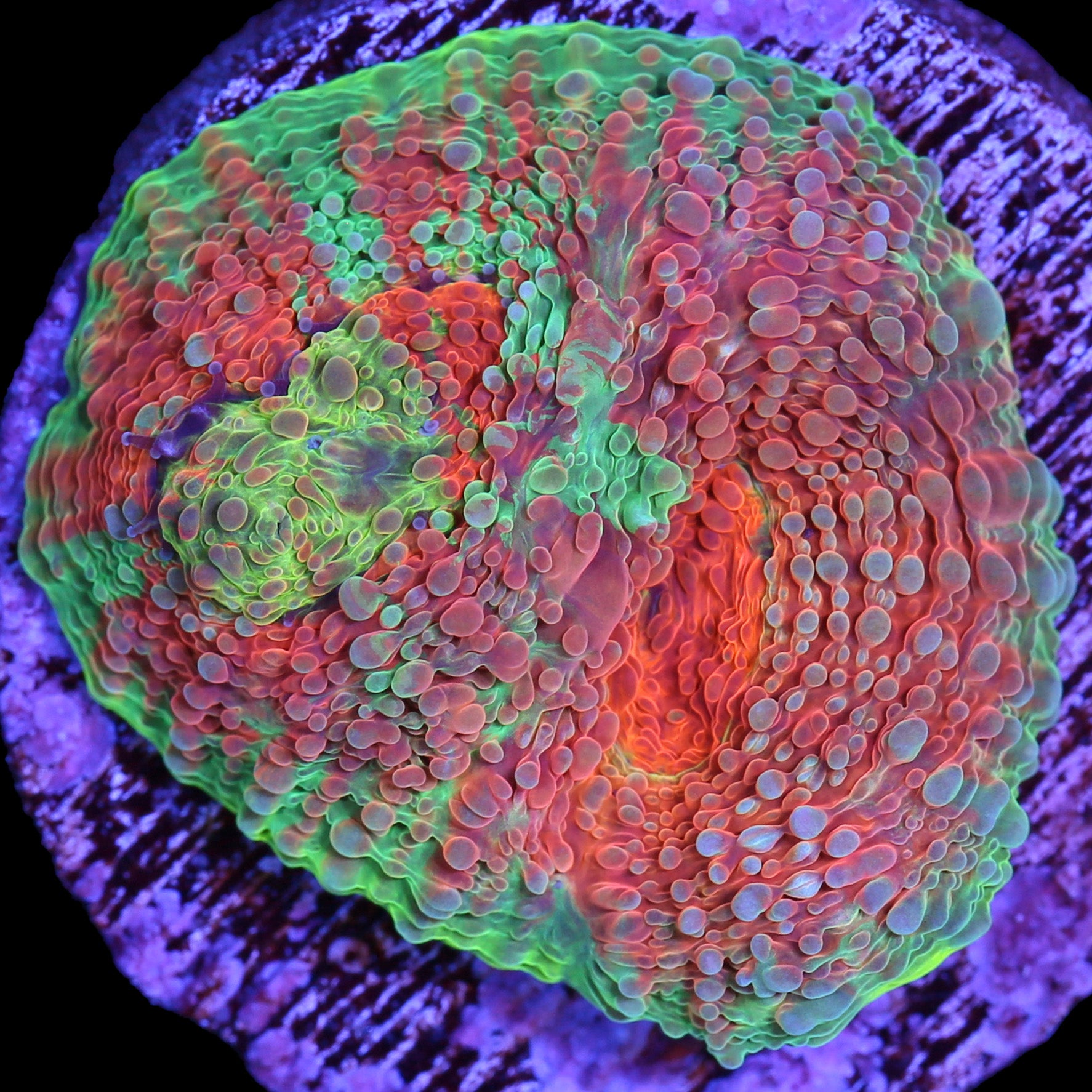 Rainbow Acan Echinata Coral