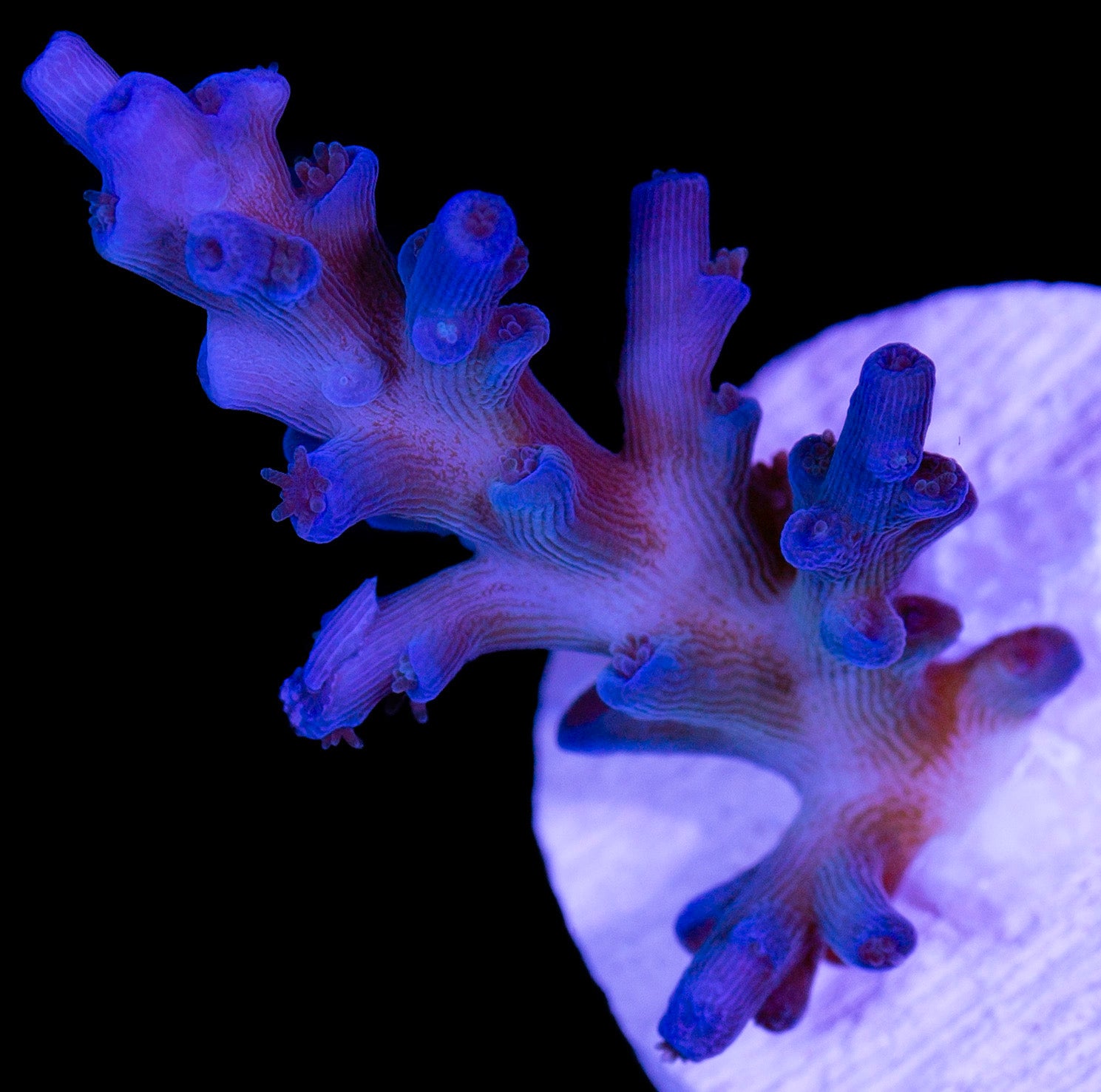 Ice Fire Echinata Acropora Coral