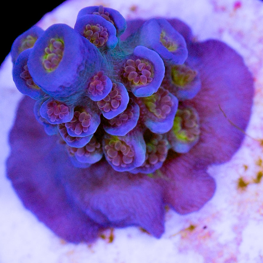 RRU Angry Birds Acropora Coral - Chunky Frag