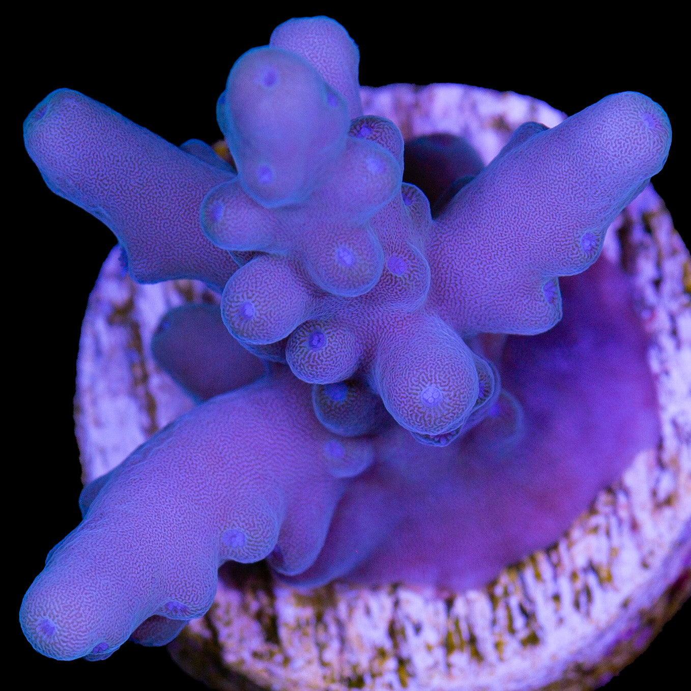 Solomon Islands Purple Monster Acropora (imported 2024)