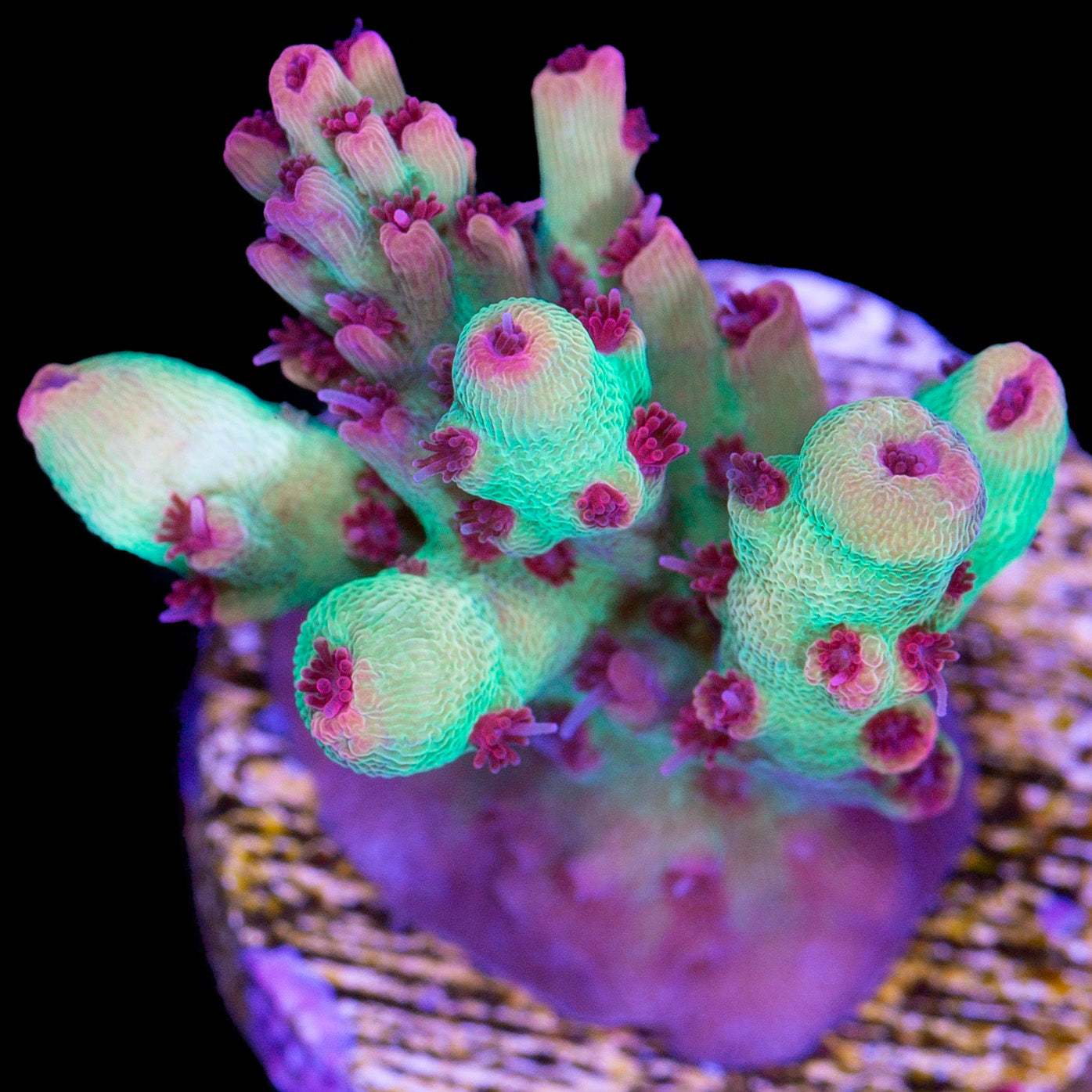 Strawberry Shortcake Acropora Coral