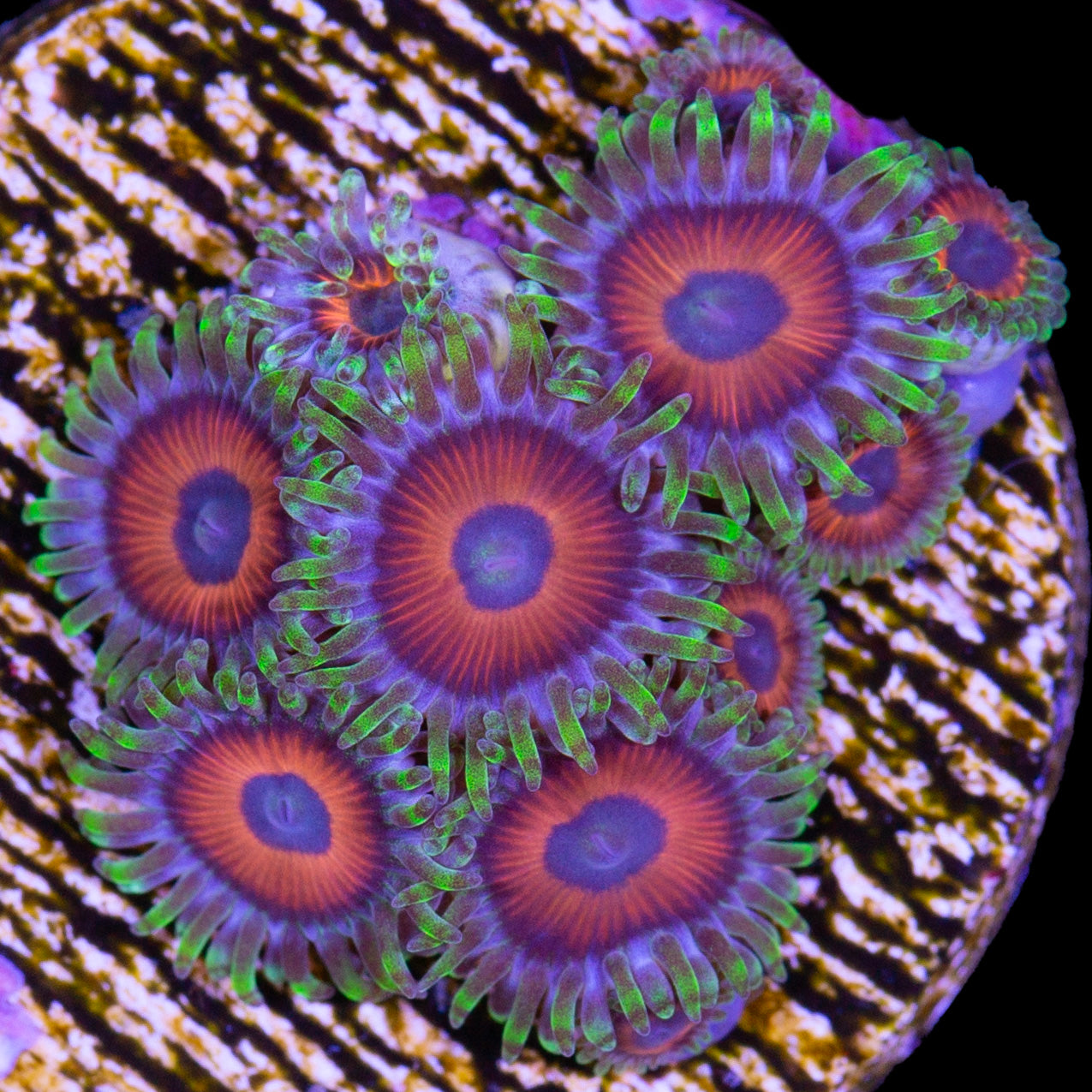 Vivid's Eagle Eye Zoanthids