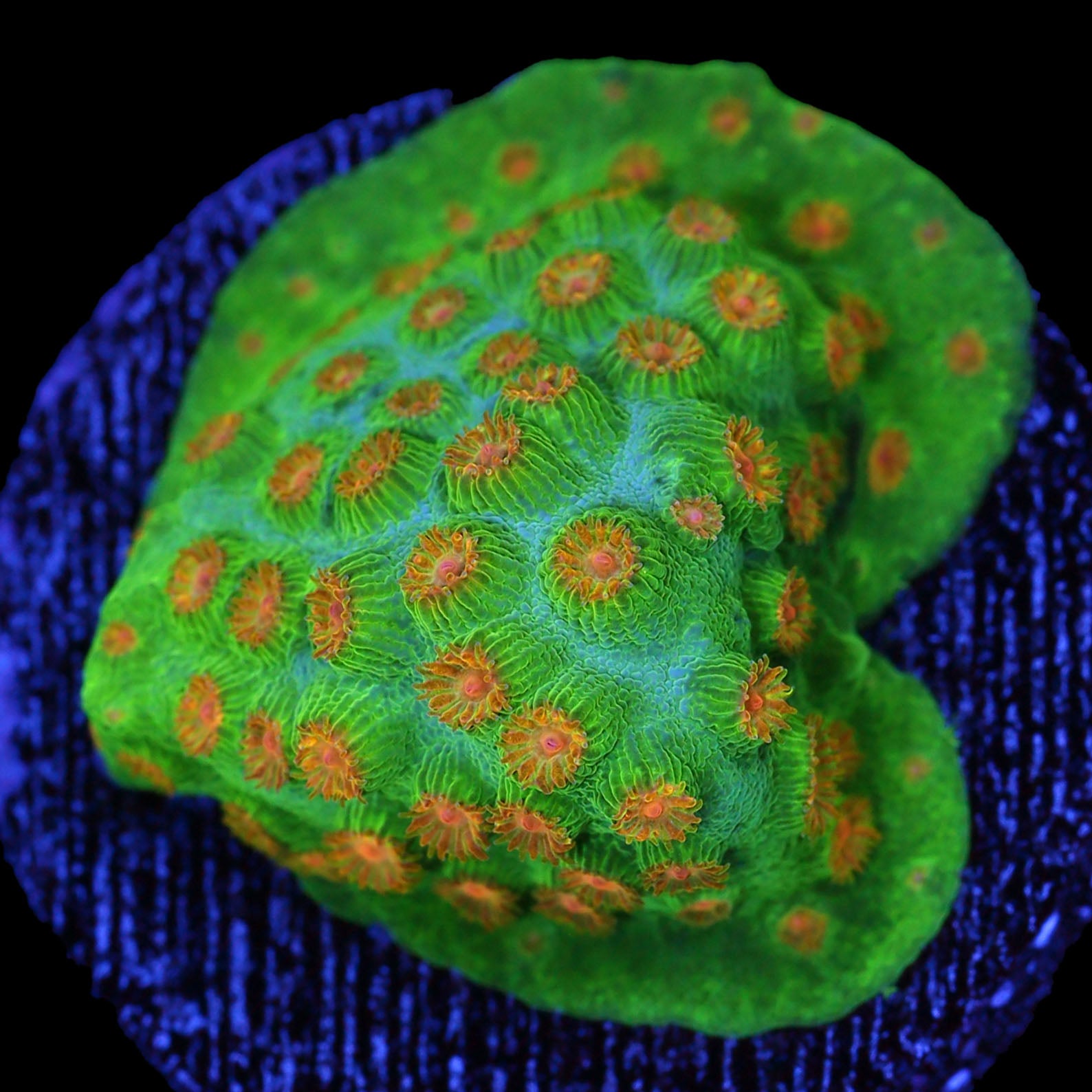 Pumpkin Patch Cyphastrea Coral