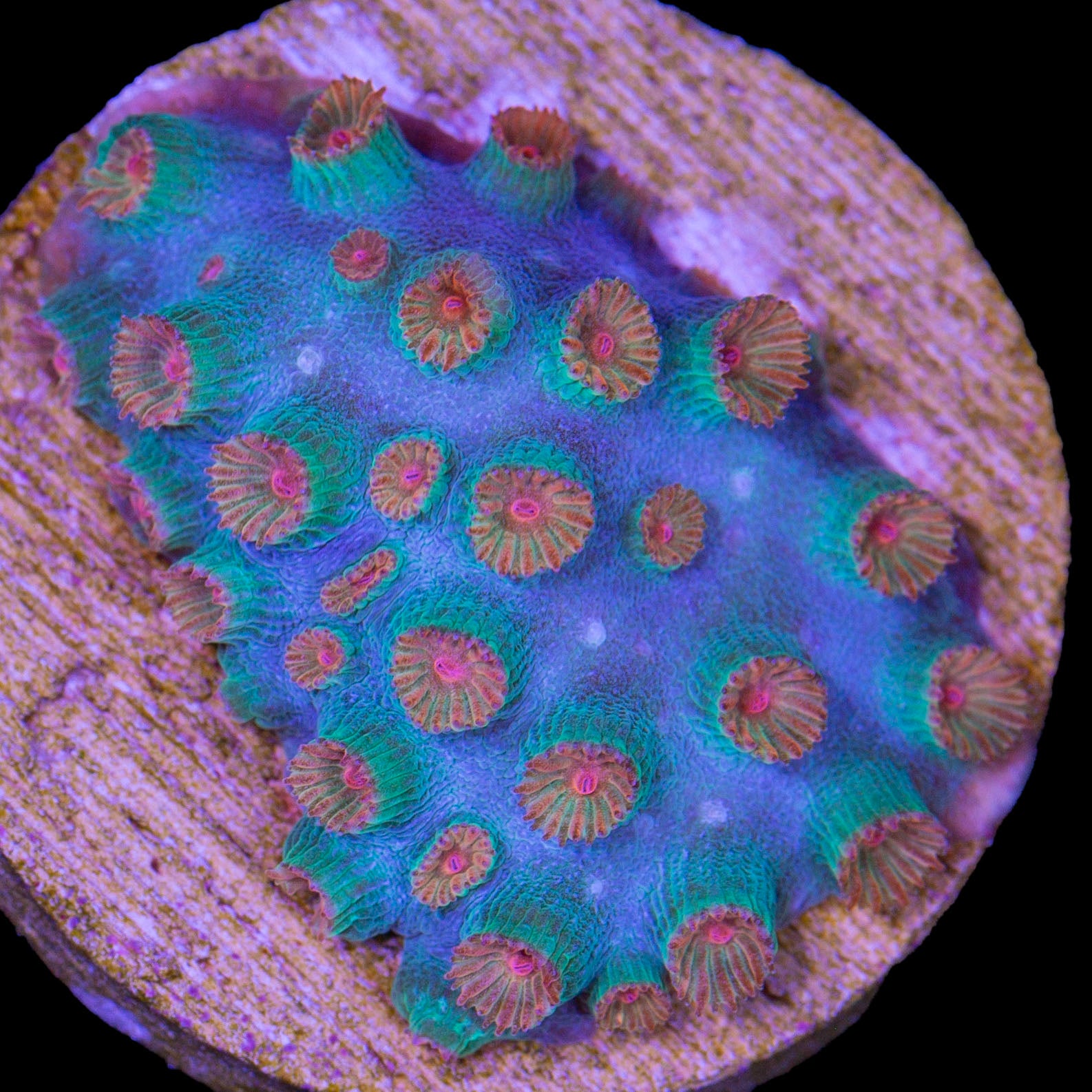 Meteor Shower Cyphastrea Coral