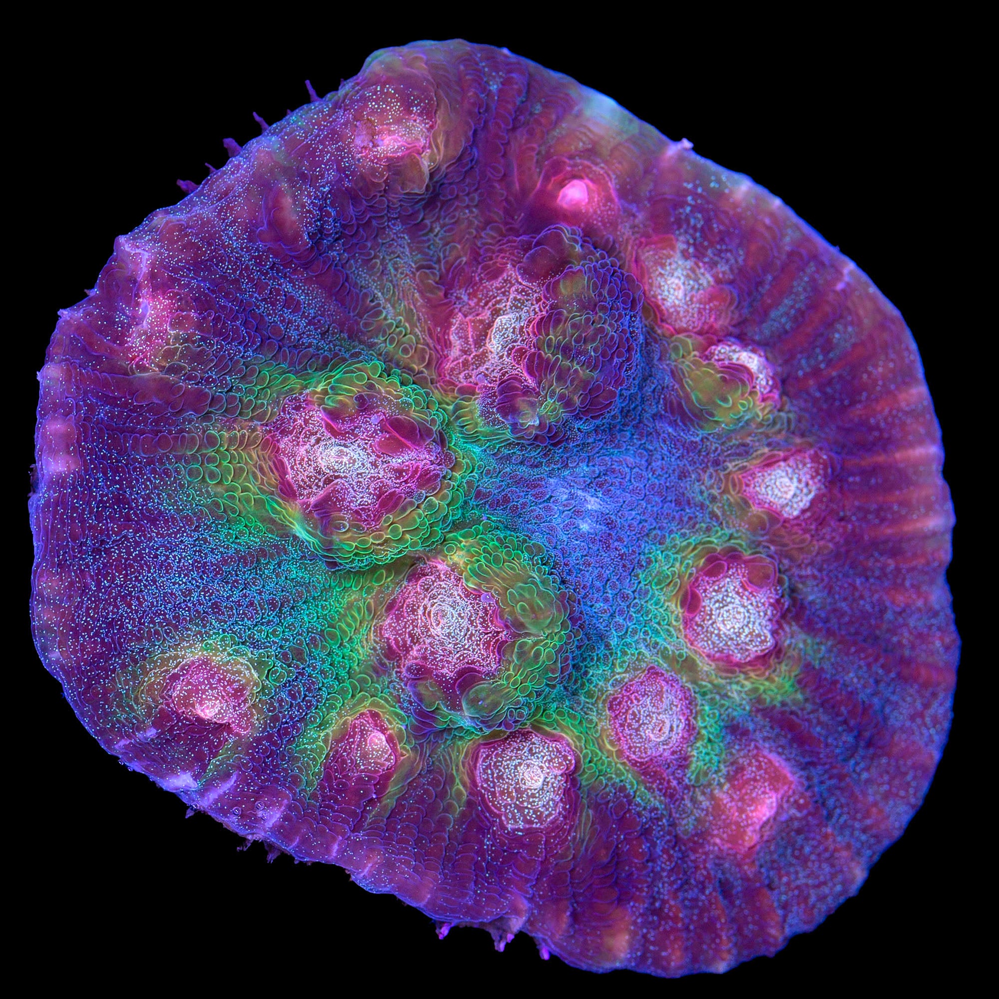 Vivid's Nebula Mycedium Coral