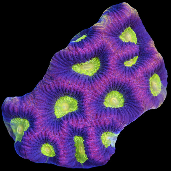 FJ6A2020copy_600x.jpg?v=1731172701