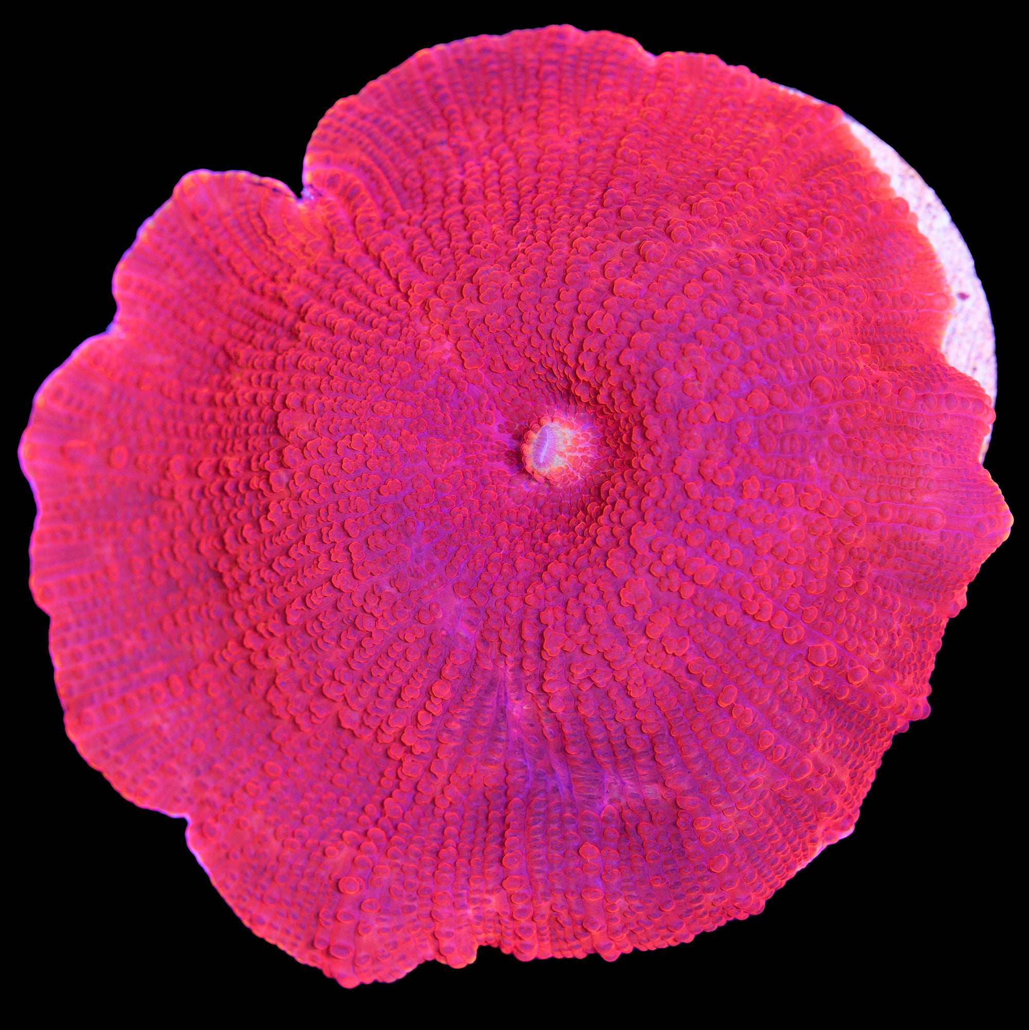 Blood Red Mushroom