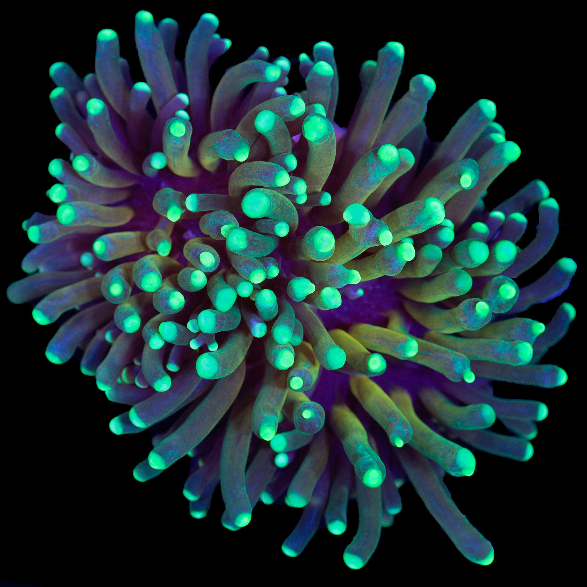 Lg Ultra Fat Tiger Torch Coral