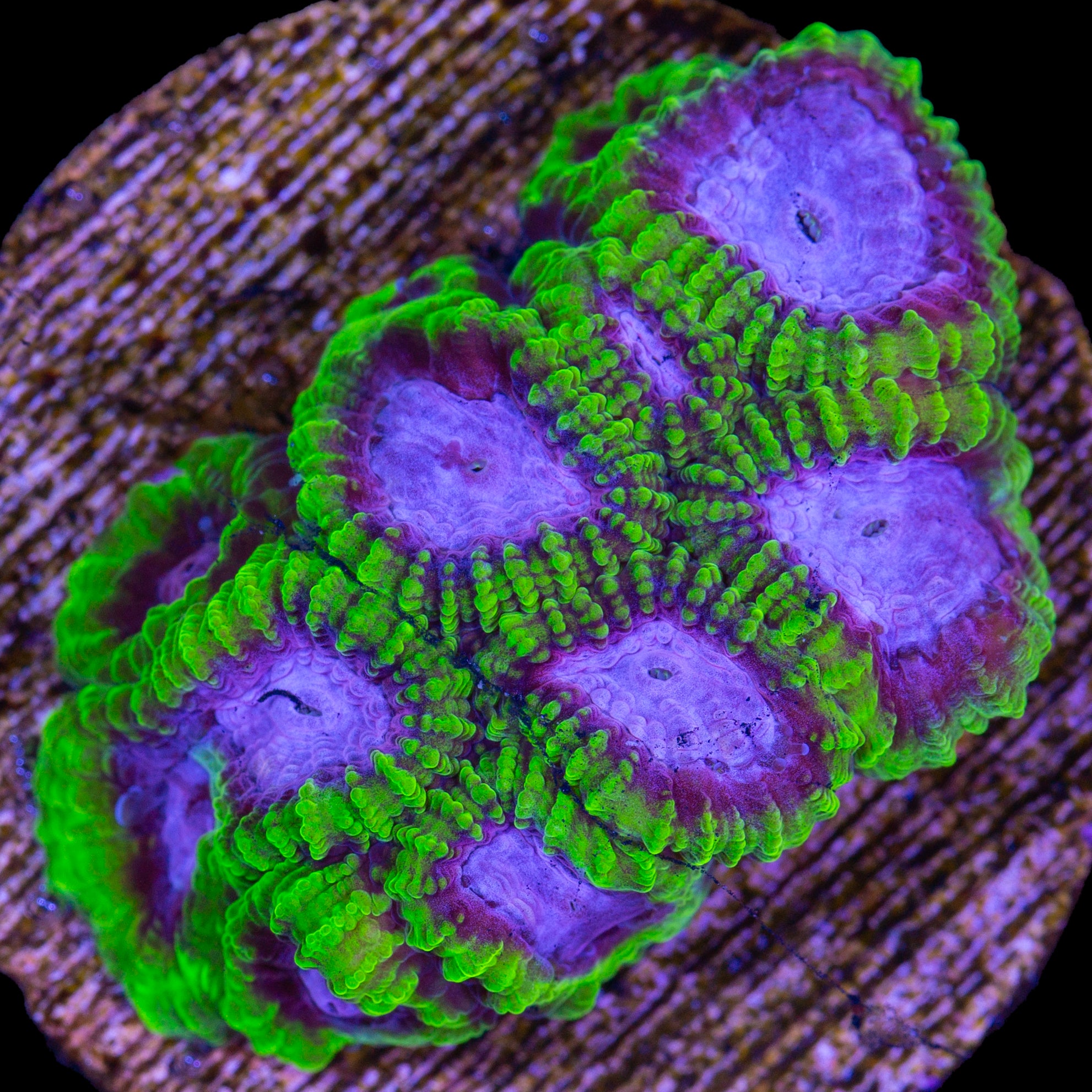 Raptor's Peace Favia Coral