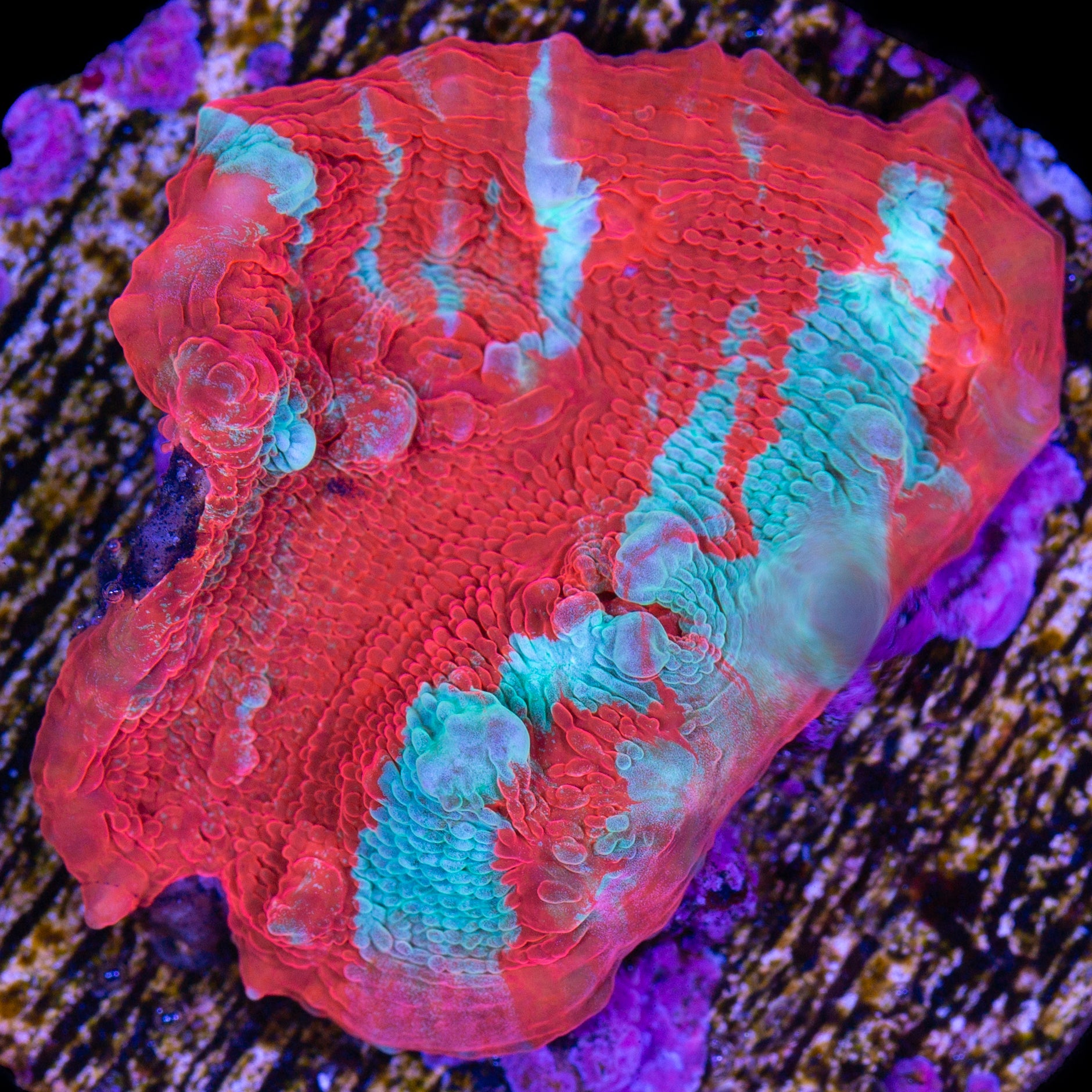 Hot Tamale Echinophyllia Coral