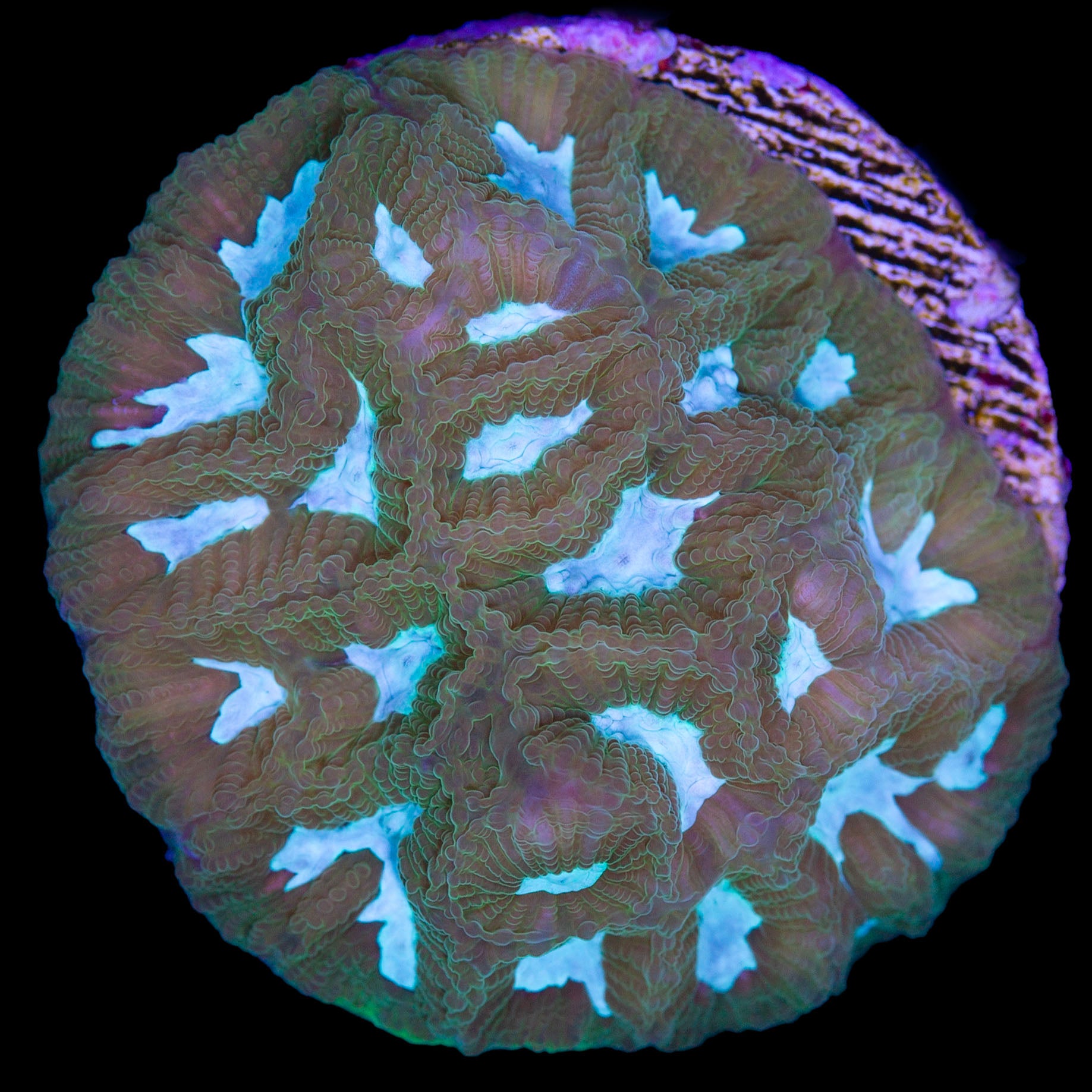 Blue Eye Favia Coral