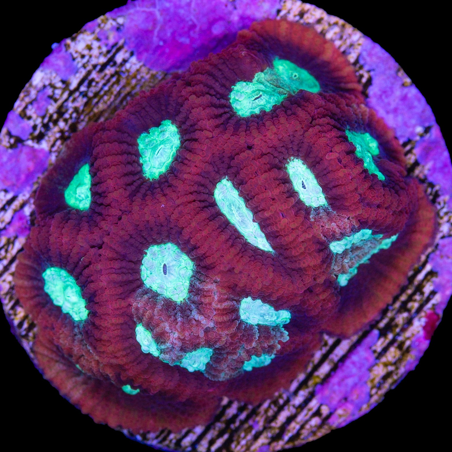 Vivid's Crimson Favia Coral
