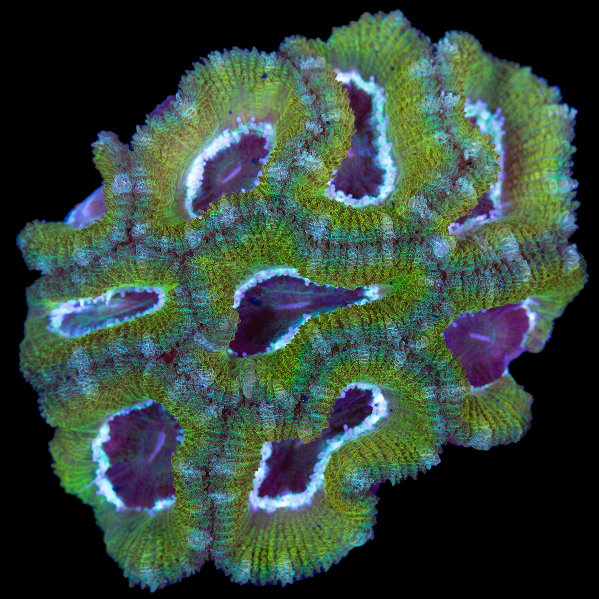 Leprechaun Acan Lord Coral