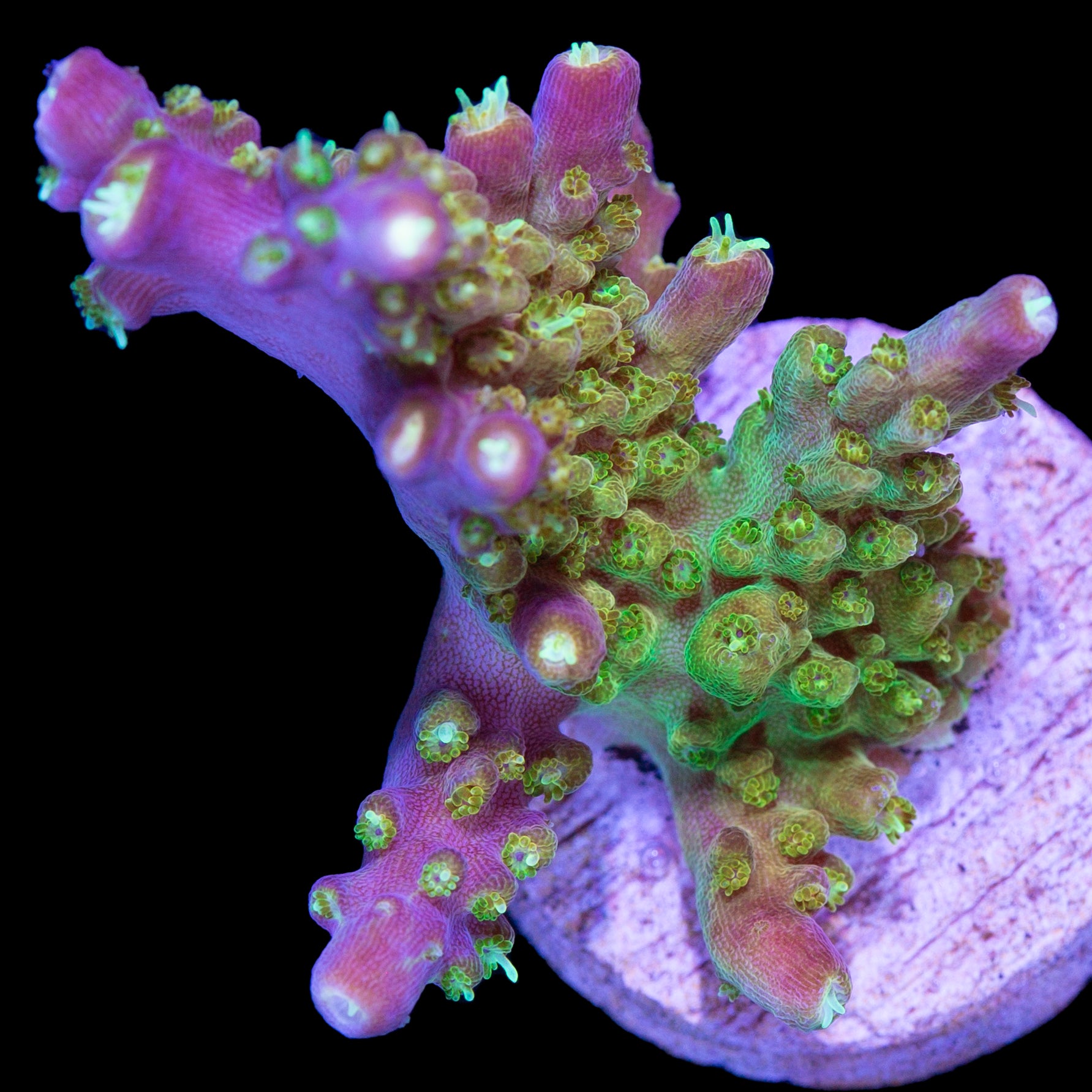 Tequila Sunrise Acropora Coral - Lg Frag