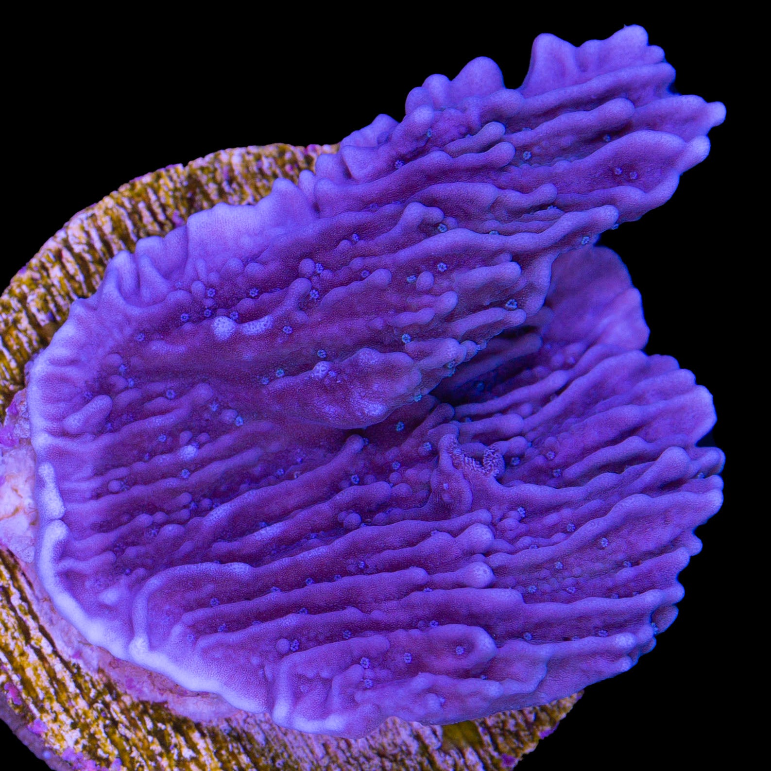 Vivid's Idaho Grape Montipora Coral