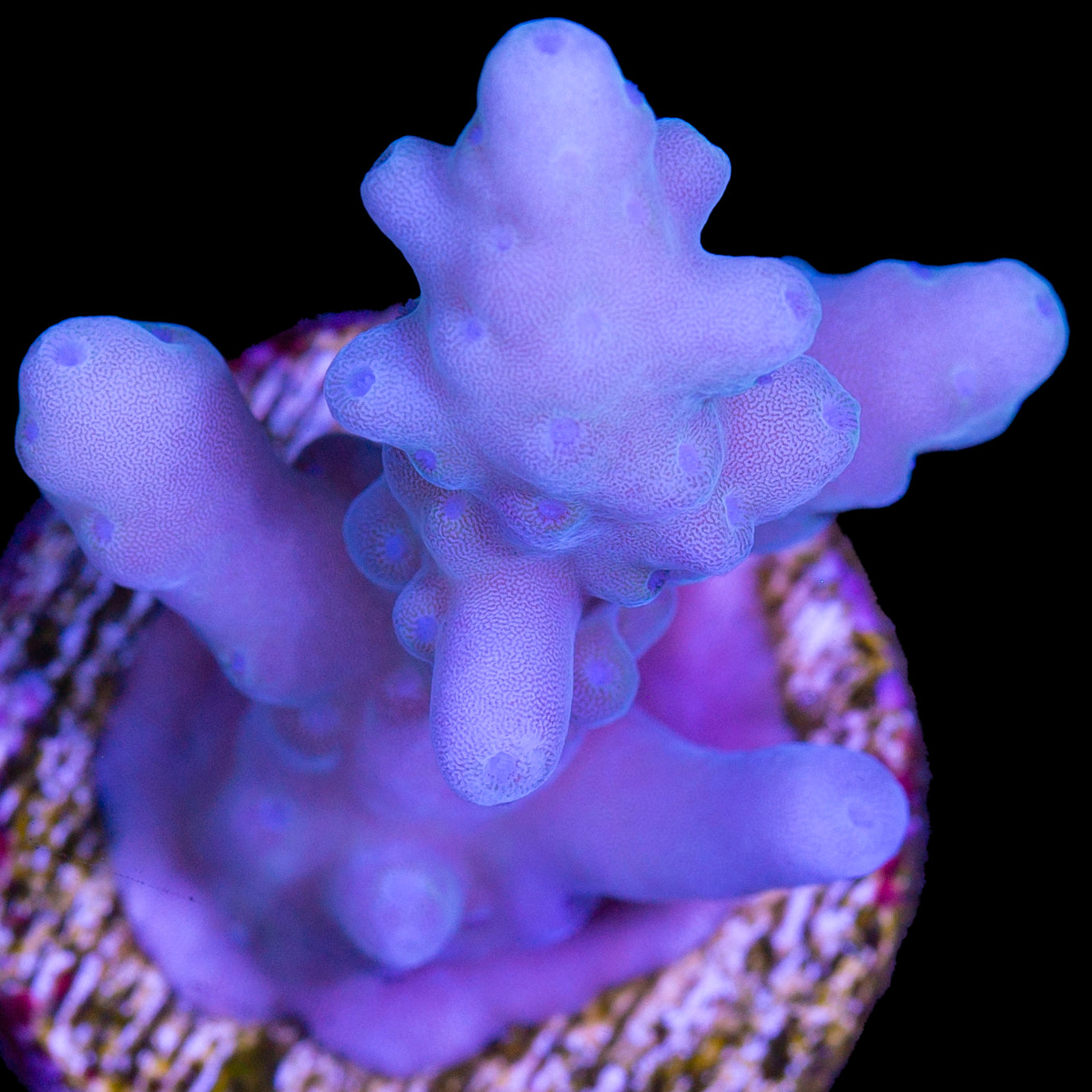 Solomon Islands Purple Monster Acropora Coral (imported 2024)