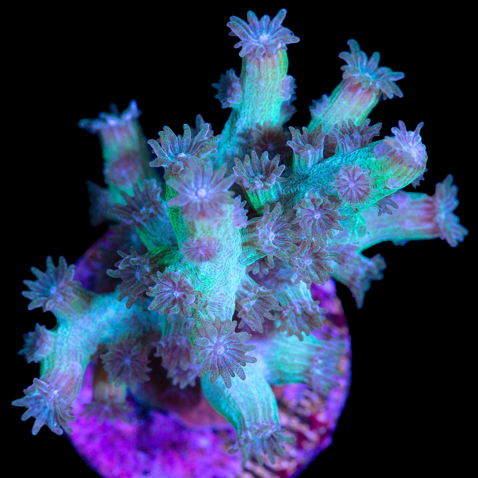 Vivid's Green Branching Cyphastrea Coral