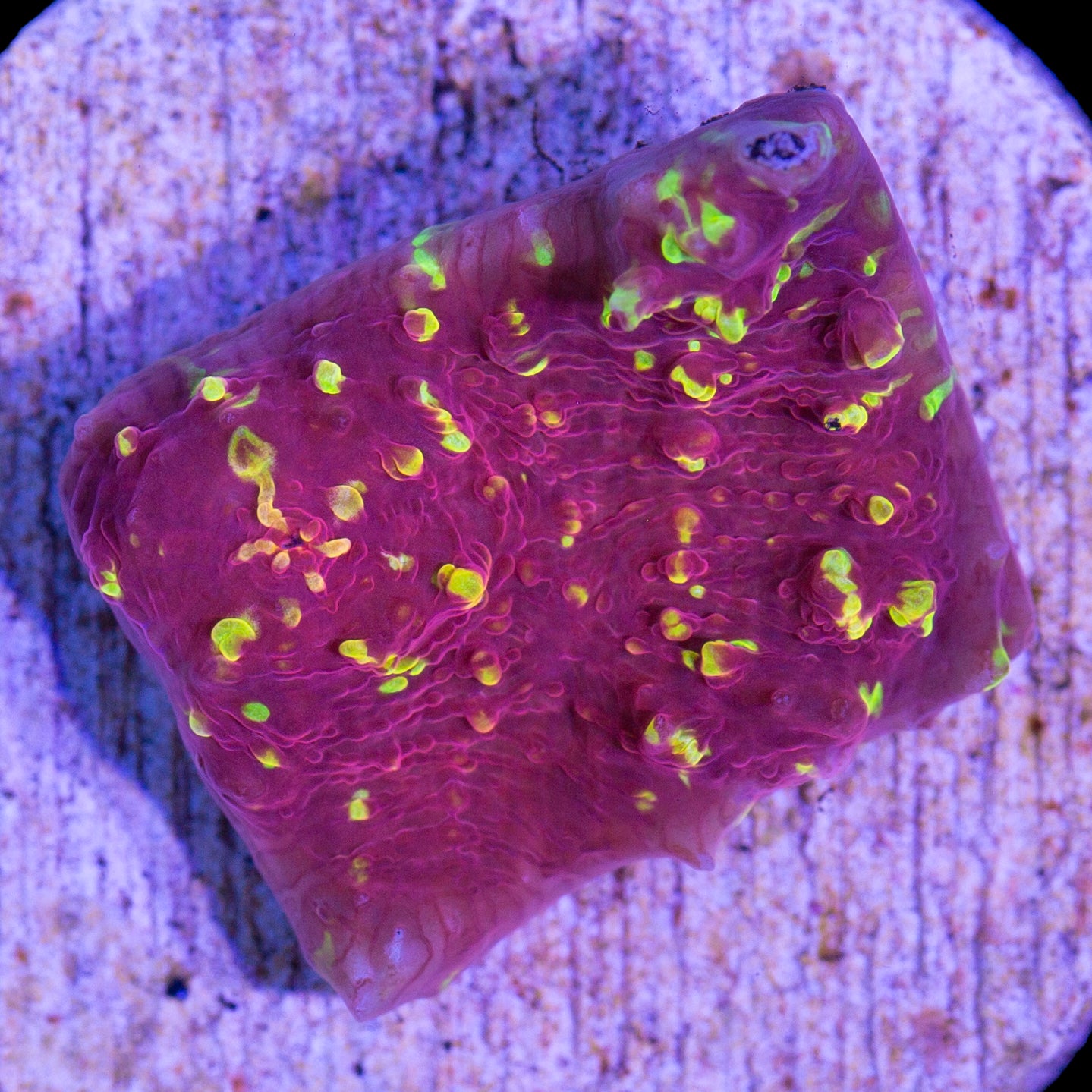 Vivid's Fireball Echinophyllia Coral