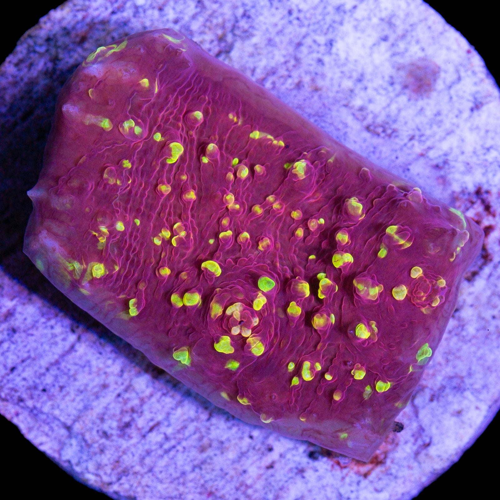 Vivid's Fireball Echinophyllia Coral