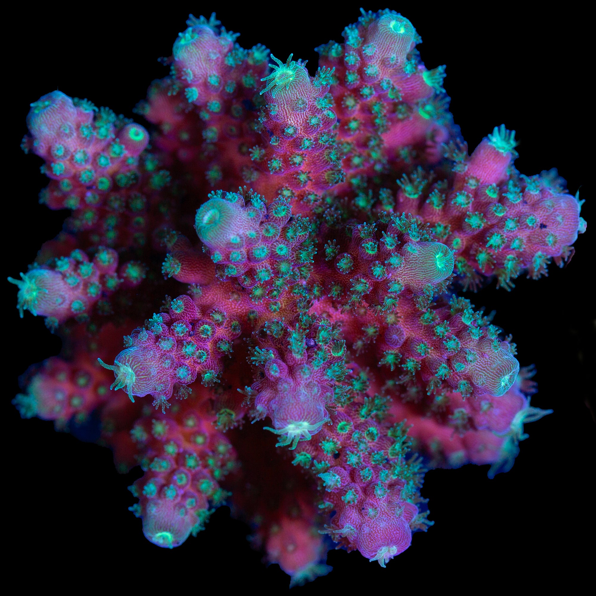 Green Machine Acropora Coral