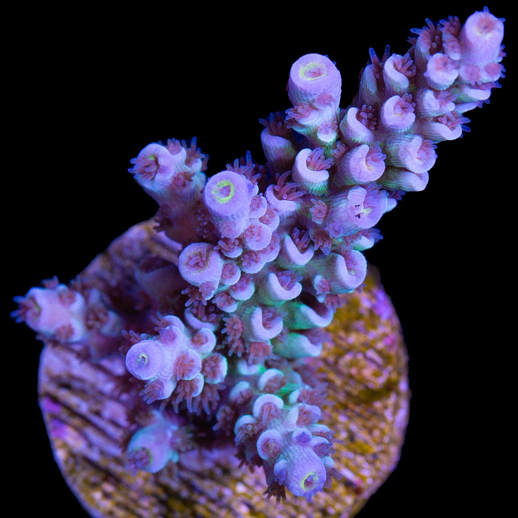 Joker Tenuis Acropora Coral