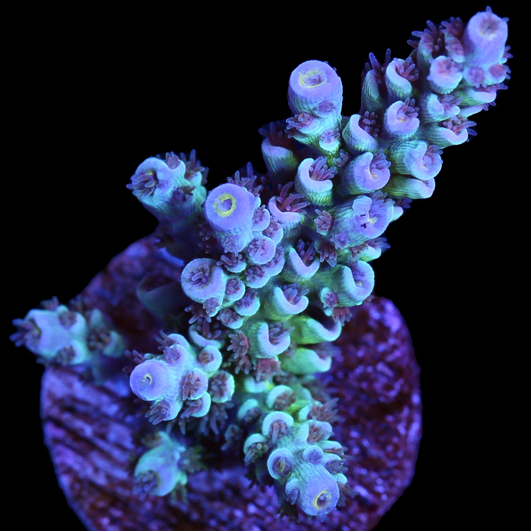 Joker Tenuis Acropora Coral