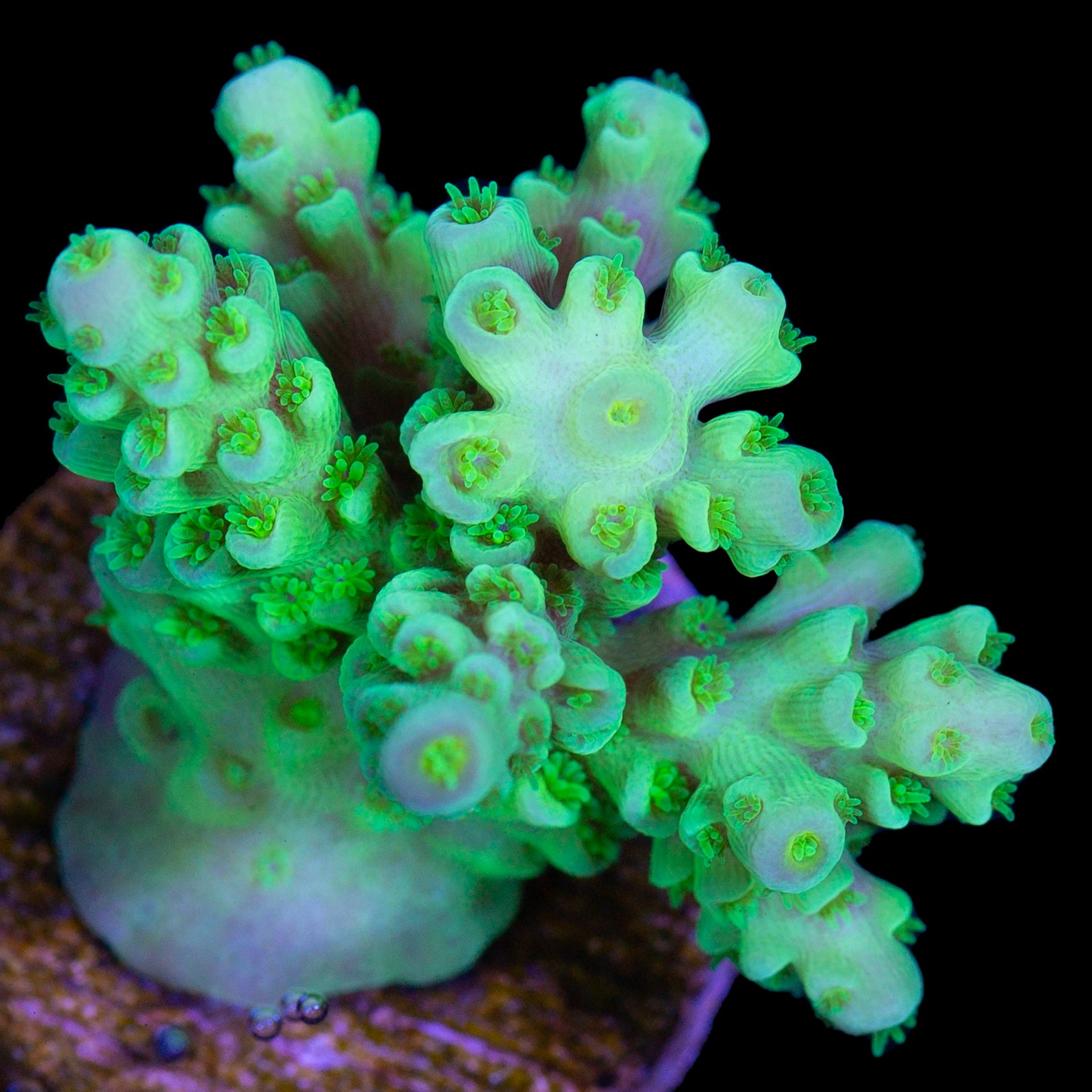 Highlighter Tenuis Acropora Coral