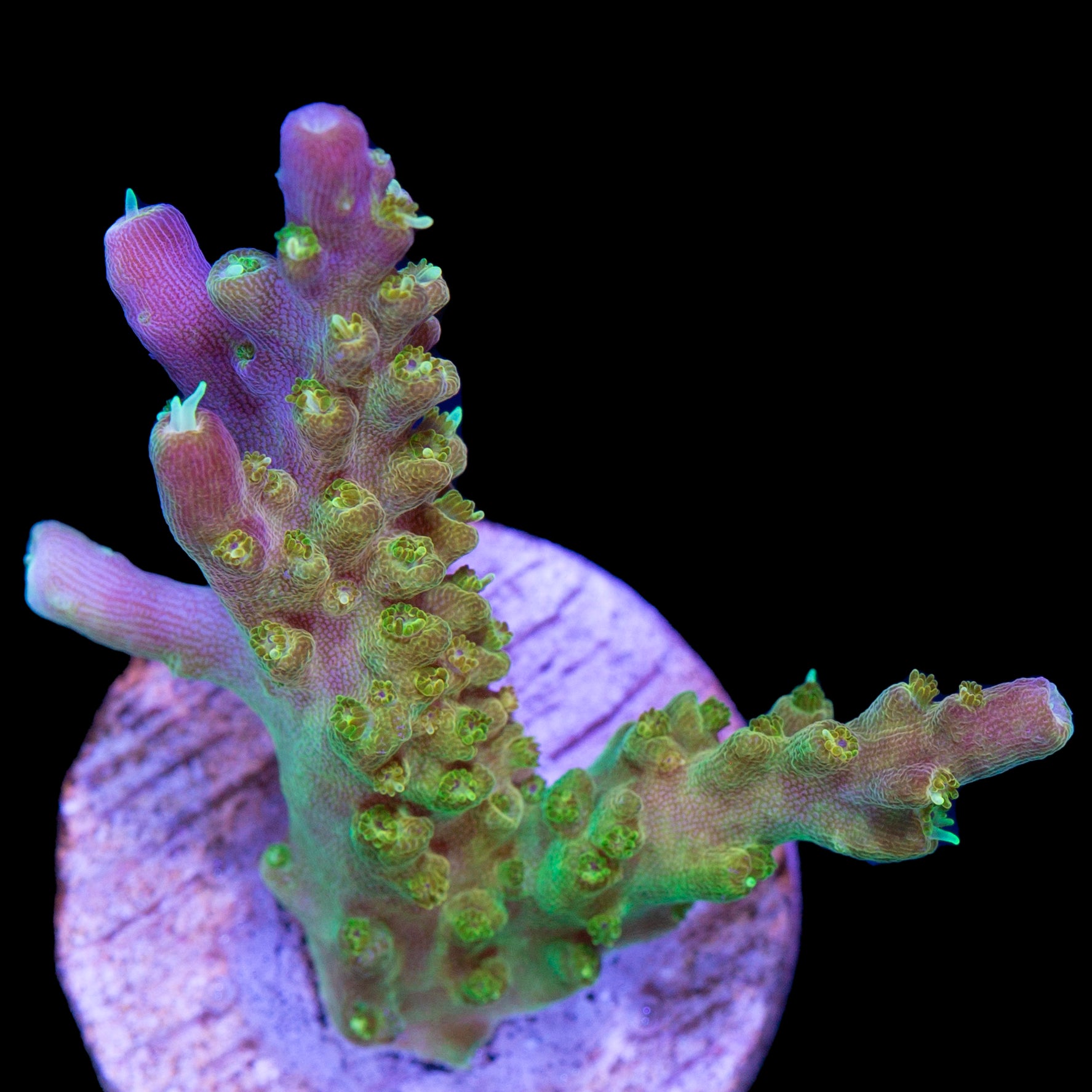 Tequila Sunrise Acropora Coral