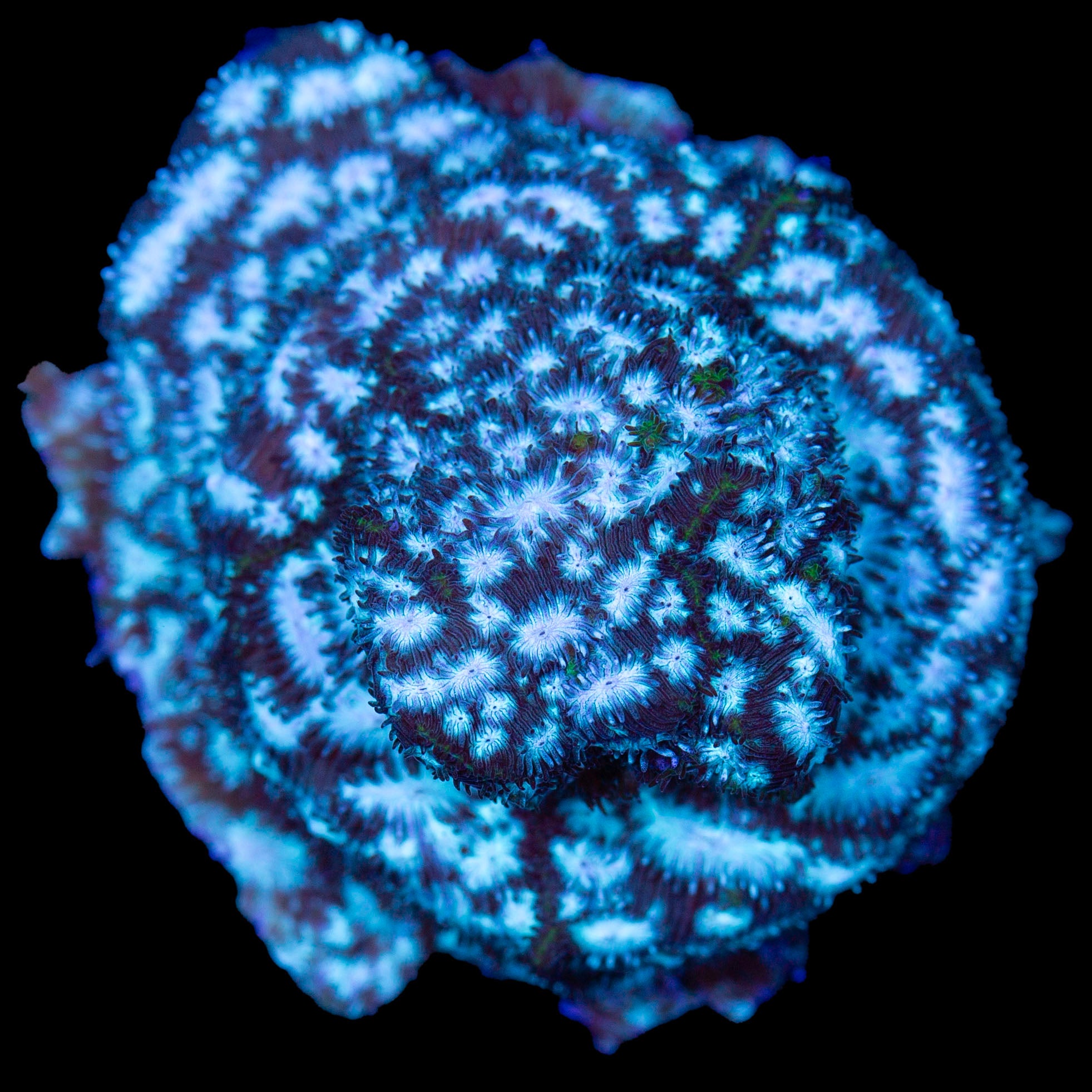 Brain Freeze Leptoseris Coral