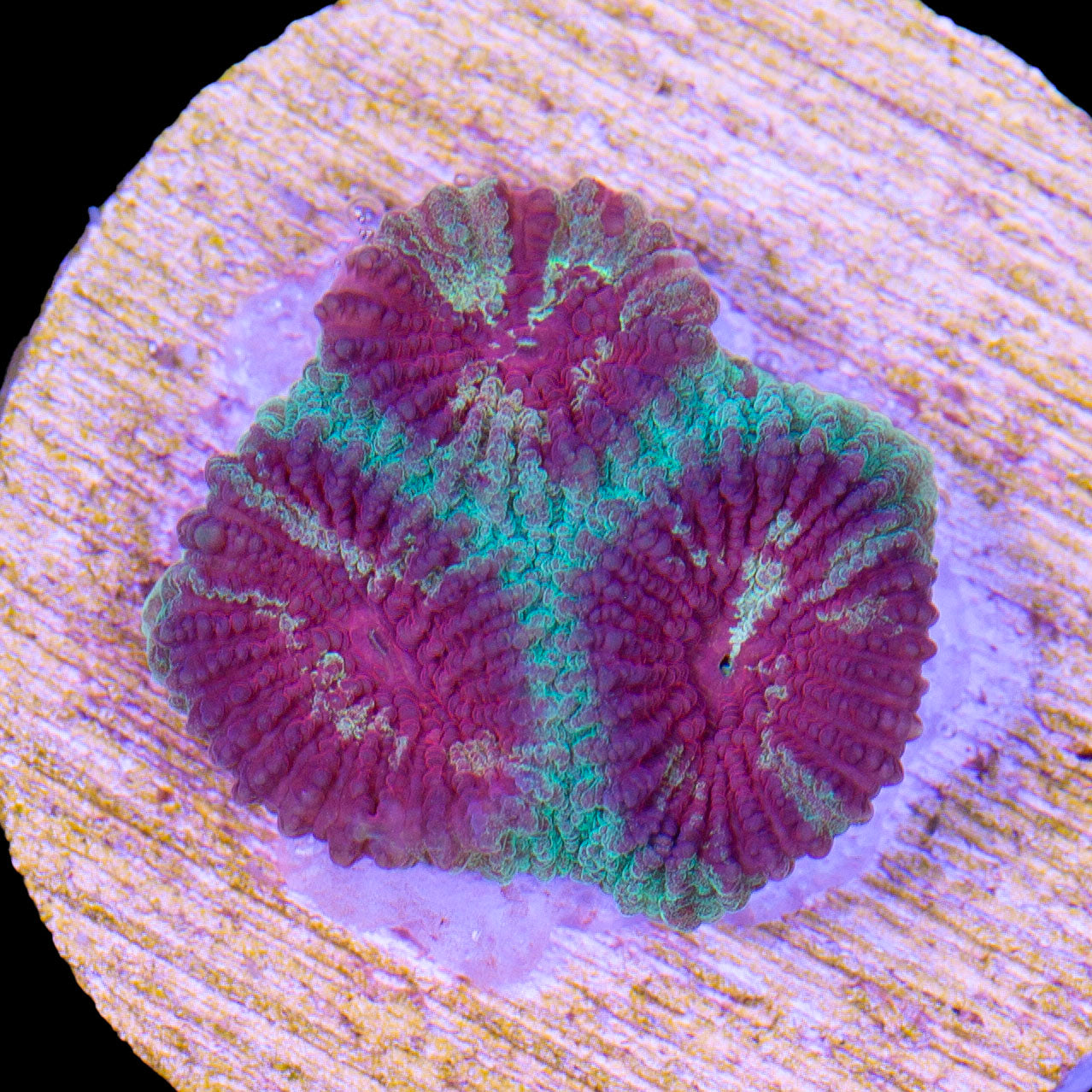 Heartbreaker Favia Coral