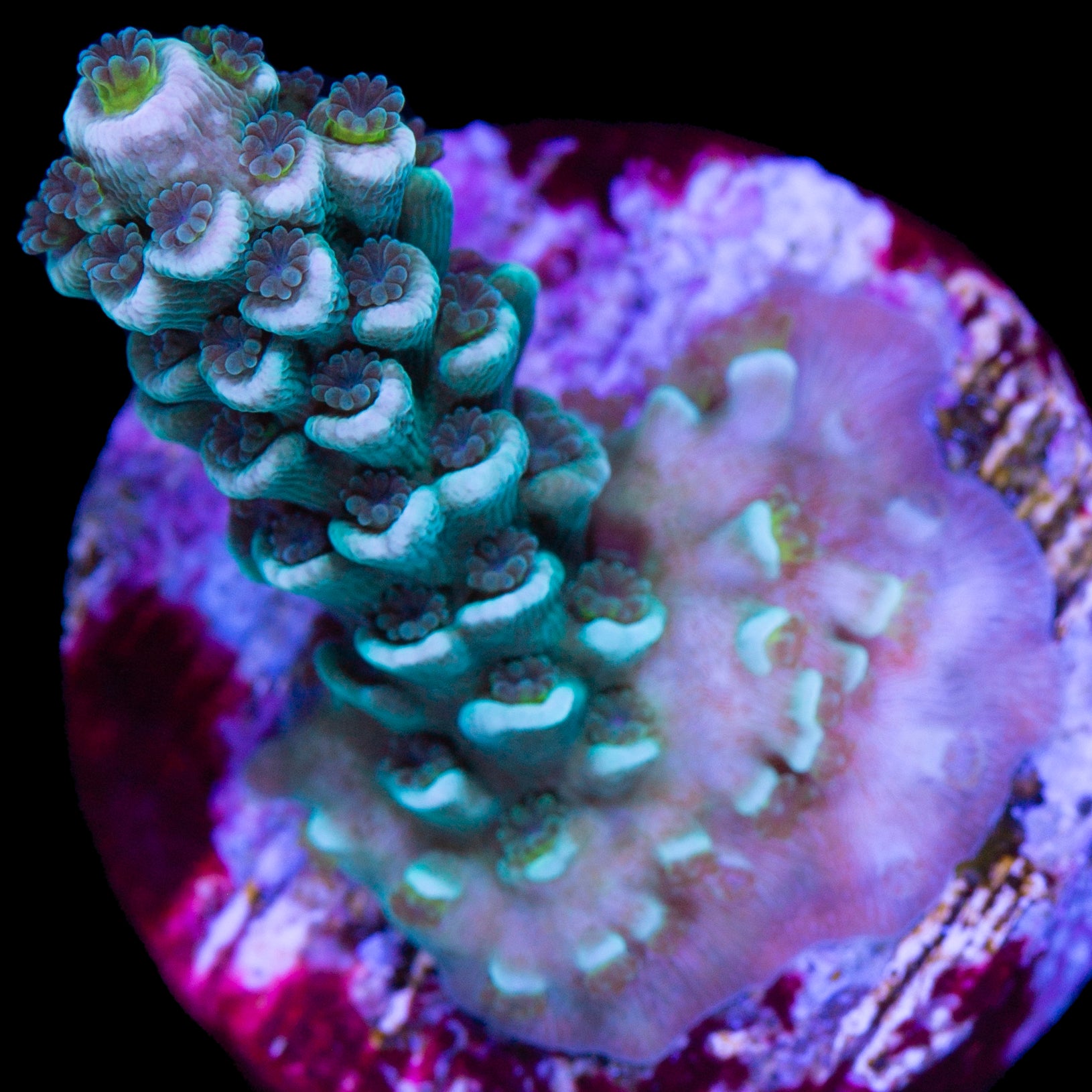 Mystery Tenuis Acropora Coral