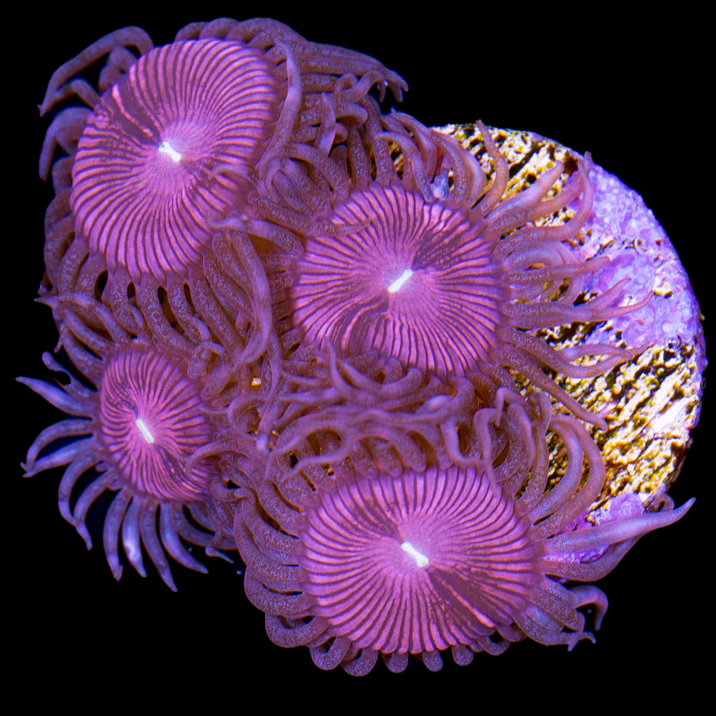 Vivid's Terrafire Zoanthid Coral
