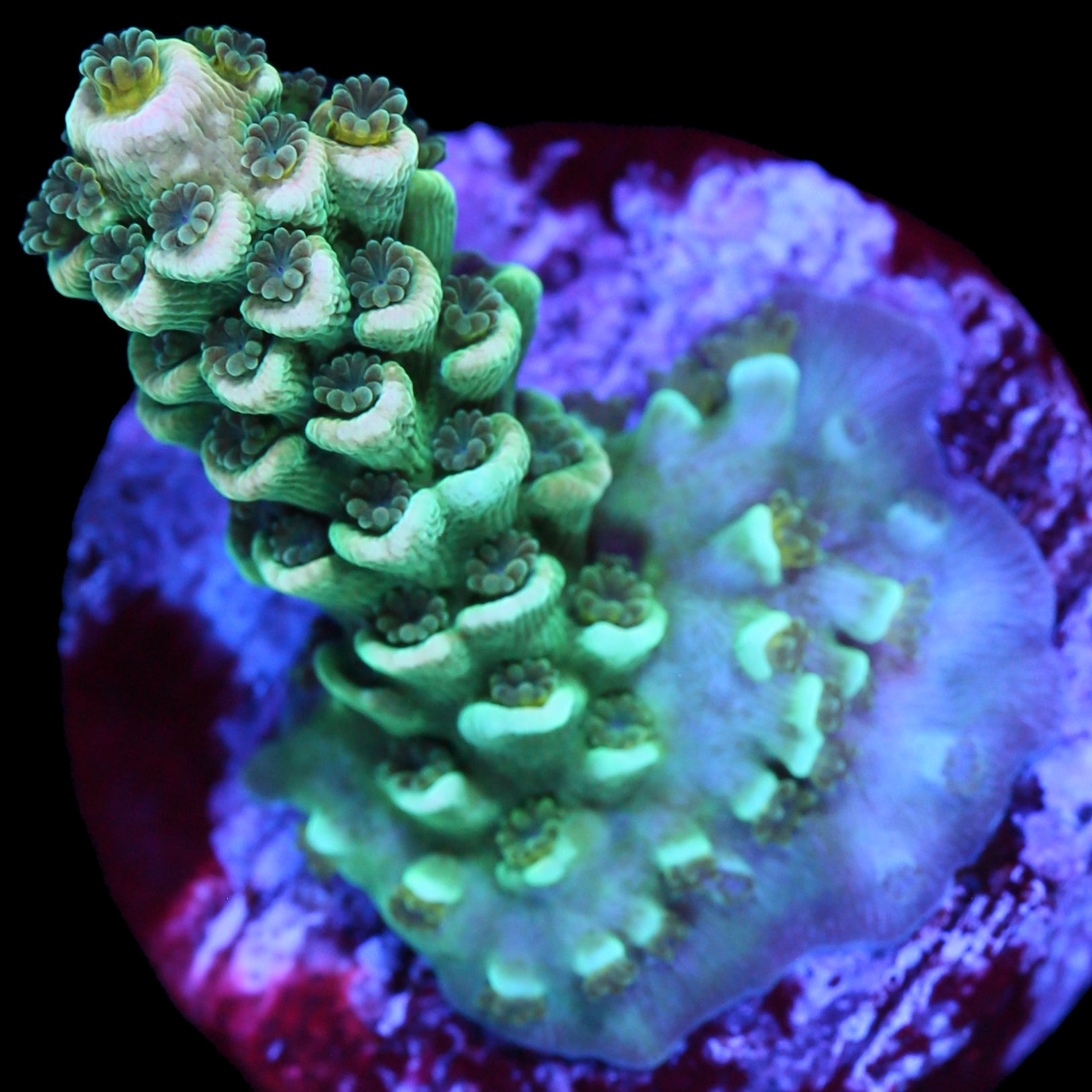 Mystery Tenuis Acropora Coral