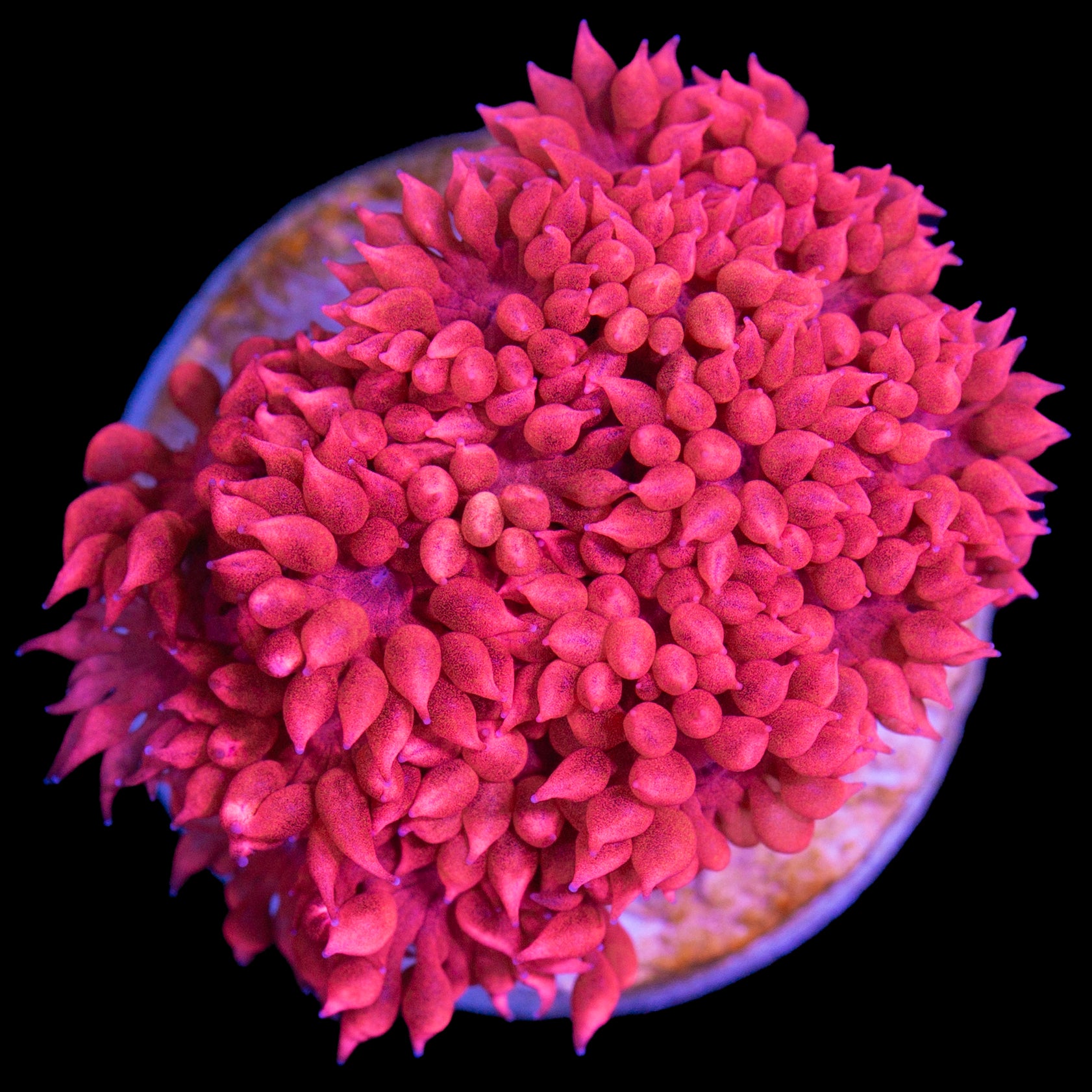 Ultra Red Aussie Goniopora Coral